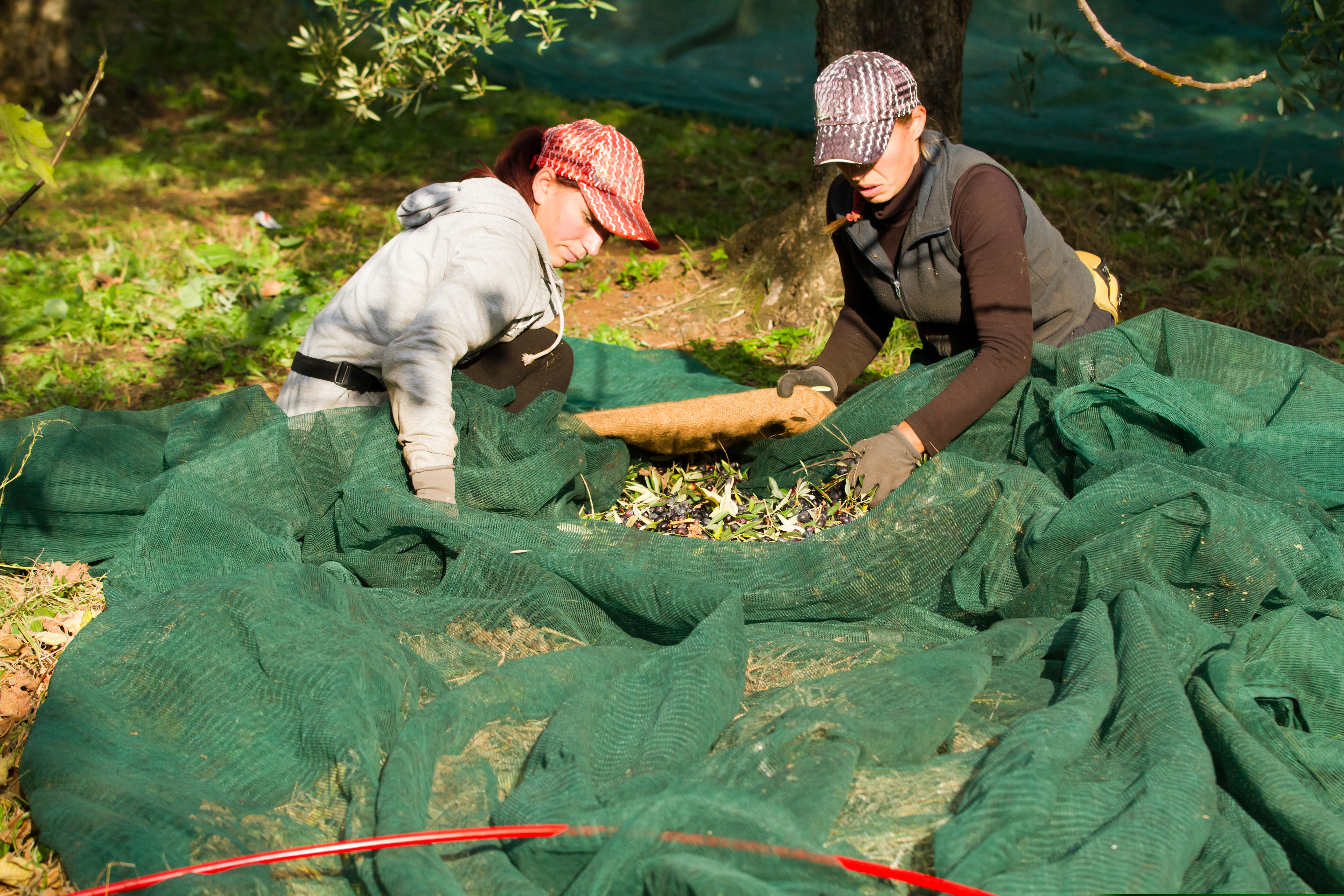 «Αυτή τη στιγμή όλα είναι στον αέρα» – Μιλούν στην «Κ» Ελληνες εξαγωγείς λαδιού στις ΗΠΑ-2