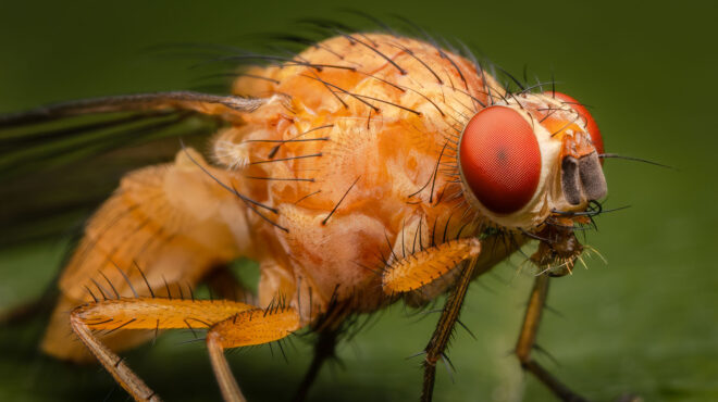 ερευνα-τα-μυγάκια-πίνουν-αλκοόλ-για-να-563545402