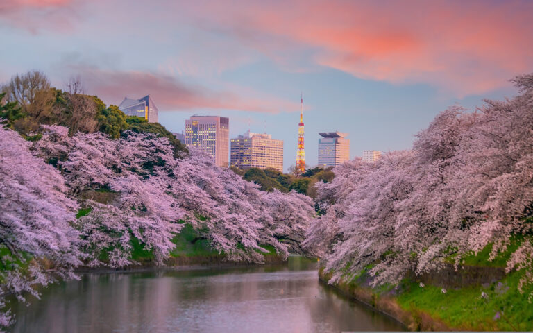 Τακαάκι Νεμότο στην «Κ»: «Οταν είδα τις ανθισμένες κερασιές της Πέλλας συγκινήθηκα»-1