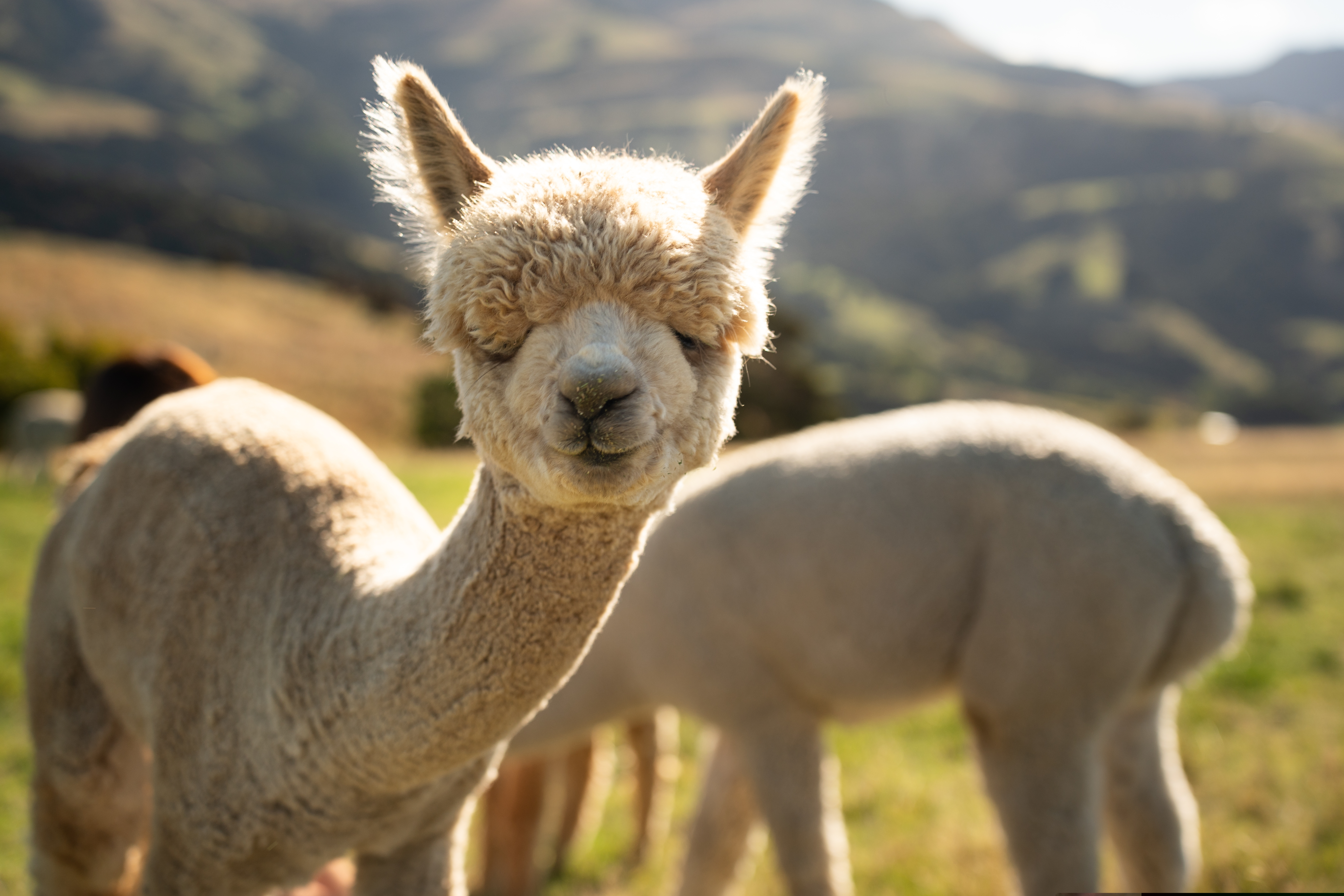Γιατί οι κατσίκες αποδεικνύονται… GOAT στην αντίληψη-1