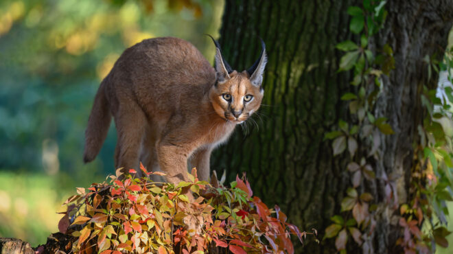 ισπανία-γονείς-είχαν-σε-απομόνωση-τα-π-563563693