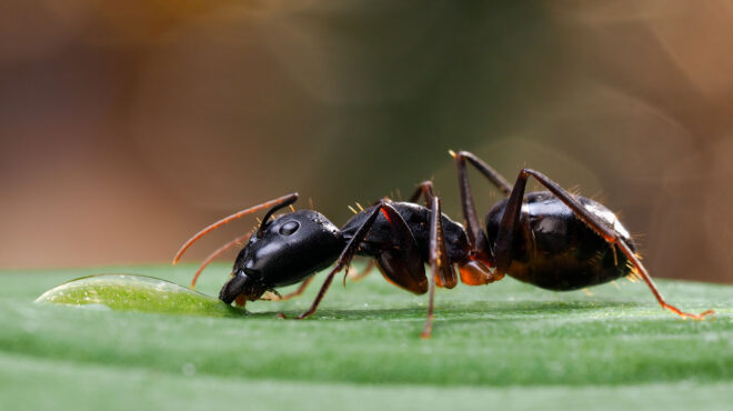 europol-πρωτοφανής-επιχείρηση-με-233-συλλήψει-563565580