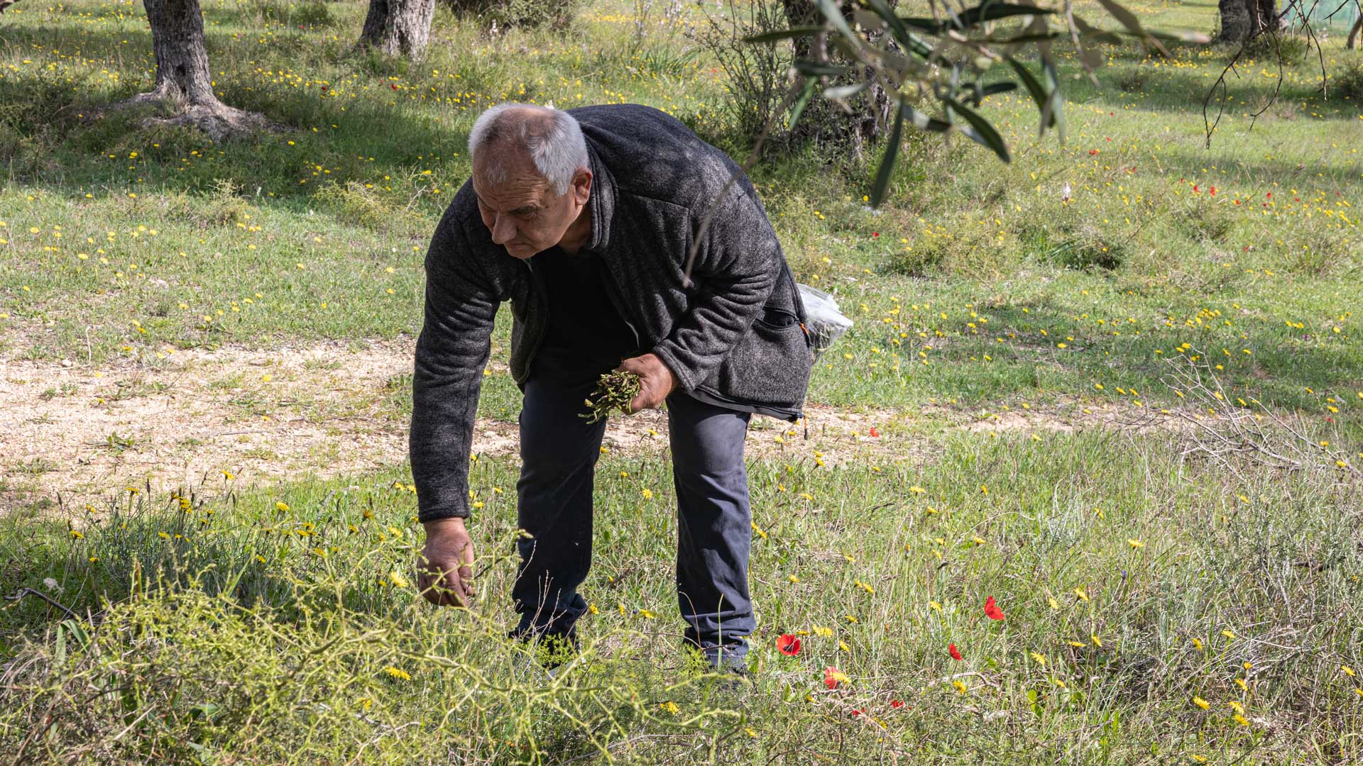 Βγήκαμε στην εξοχή της Αττικής για άγρια σπαράγγια και τα κάναμε μια επική ομελέτα στον γάστρο-1