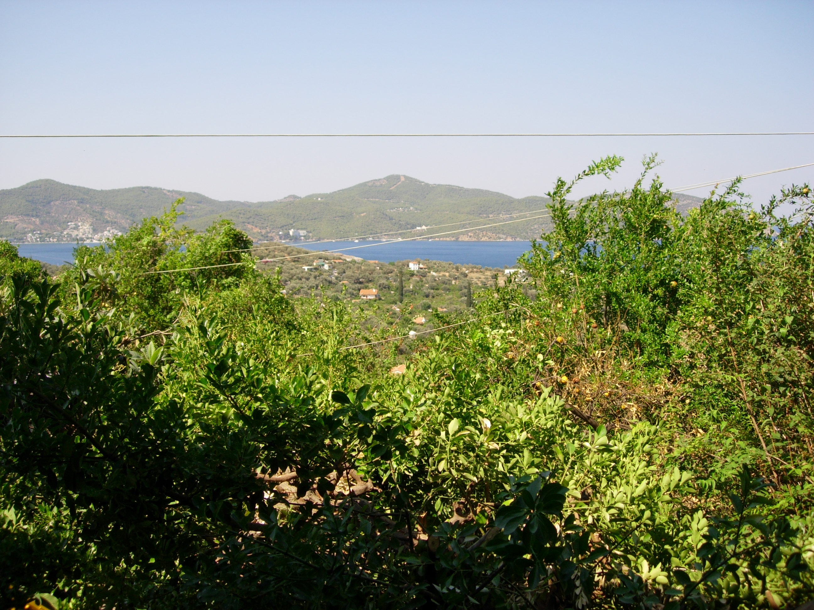 Το λεμονοδάσος του Σεφέρη και της Γκρέτα Γκάρμπο, λίγο πριν το τέλος-9
