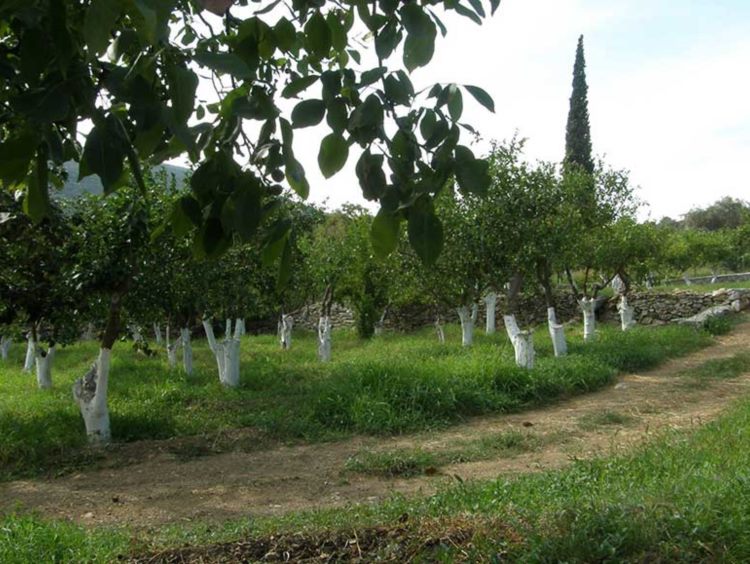Το λεμονοδάσος του Σεφέρη και της Γκρέτα Γκάρμπο, λίγο πριν το τέλος-8