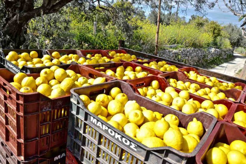 Το λεμονοδάσος του Σεφέρη και της Γκρέτα Γκάρμπο, λίγο πριν το τέλος-7