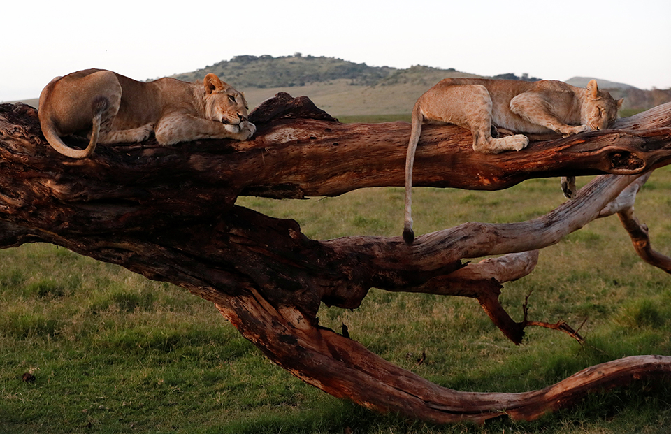 Ικανότητες αναρρίχησης-1
