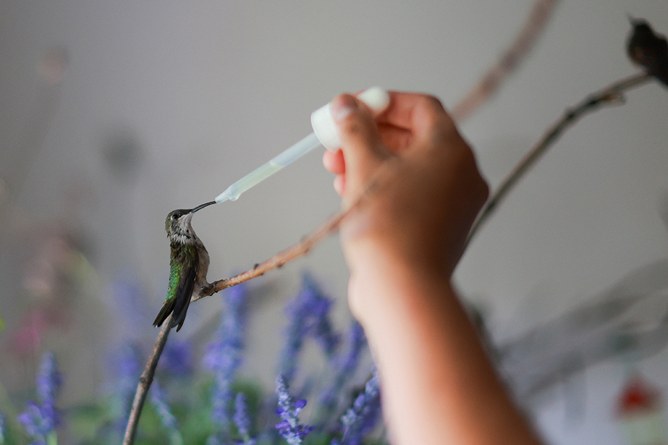 Το Ιράν γερνάει-2