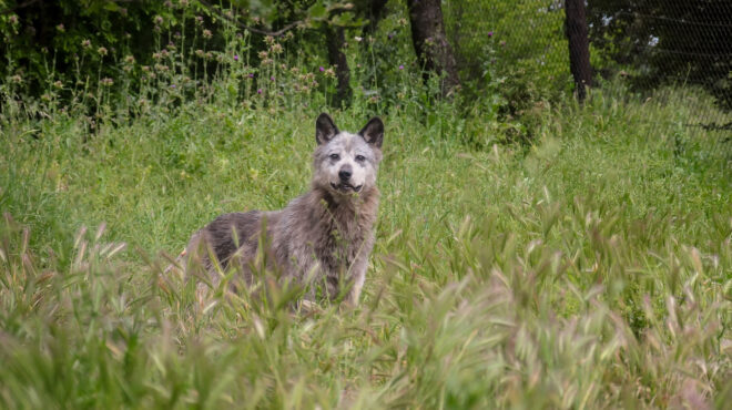 εισαγγελική-εντολή-συλλάβετε-τους-λύ-563603185