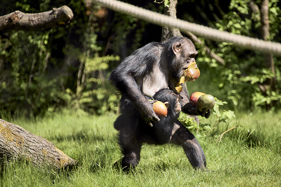 Ικανότητες αναρρίχησης-2
