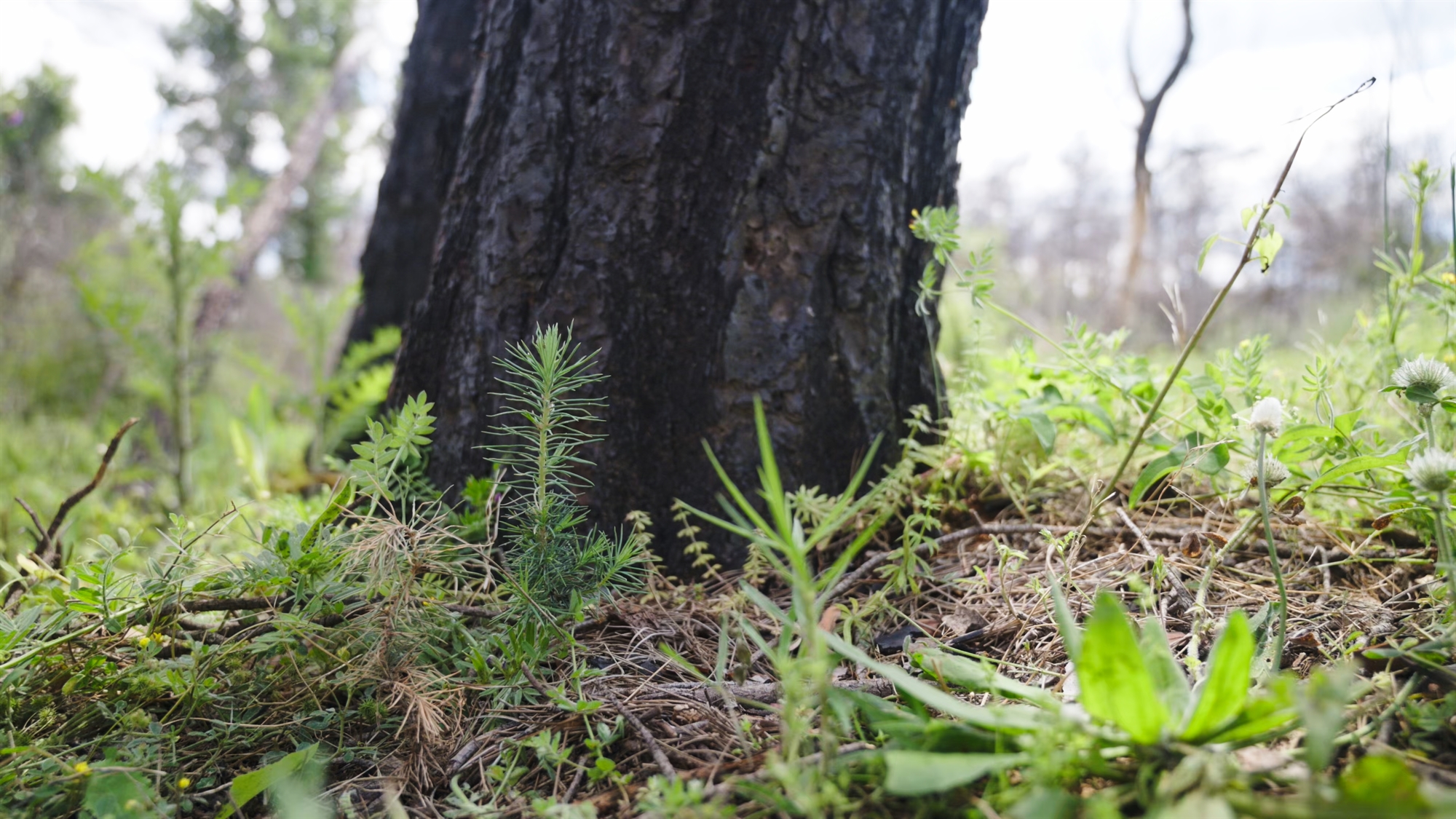 Η ελπίδα γεννιέται στη Δαδιά – Η «Κ» επισκέφθηκε την περιοχή και μίλησε με ειδικούς-1