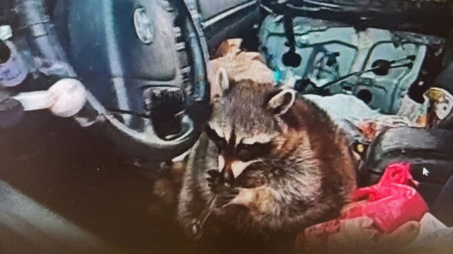 ρακούν-συνελήφθη-με-σύνεργα-μεθαμφ-563599930