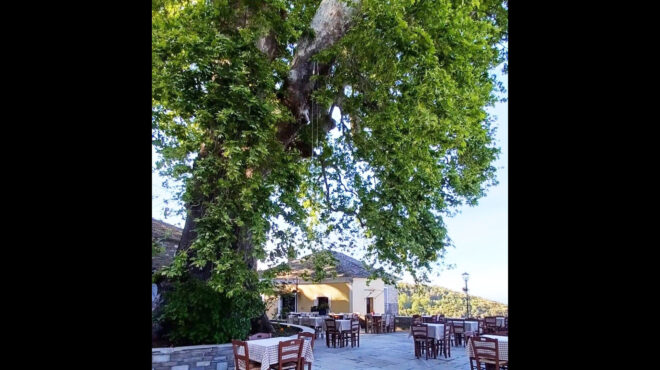 καλαμάκι-πηλίου-ο-πλάτανος-μνημείο-563615521