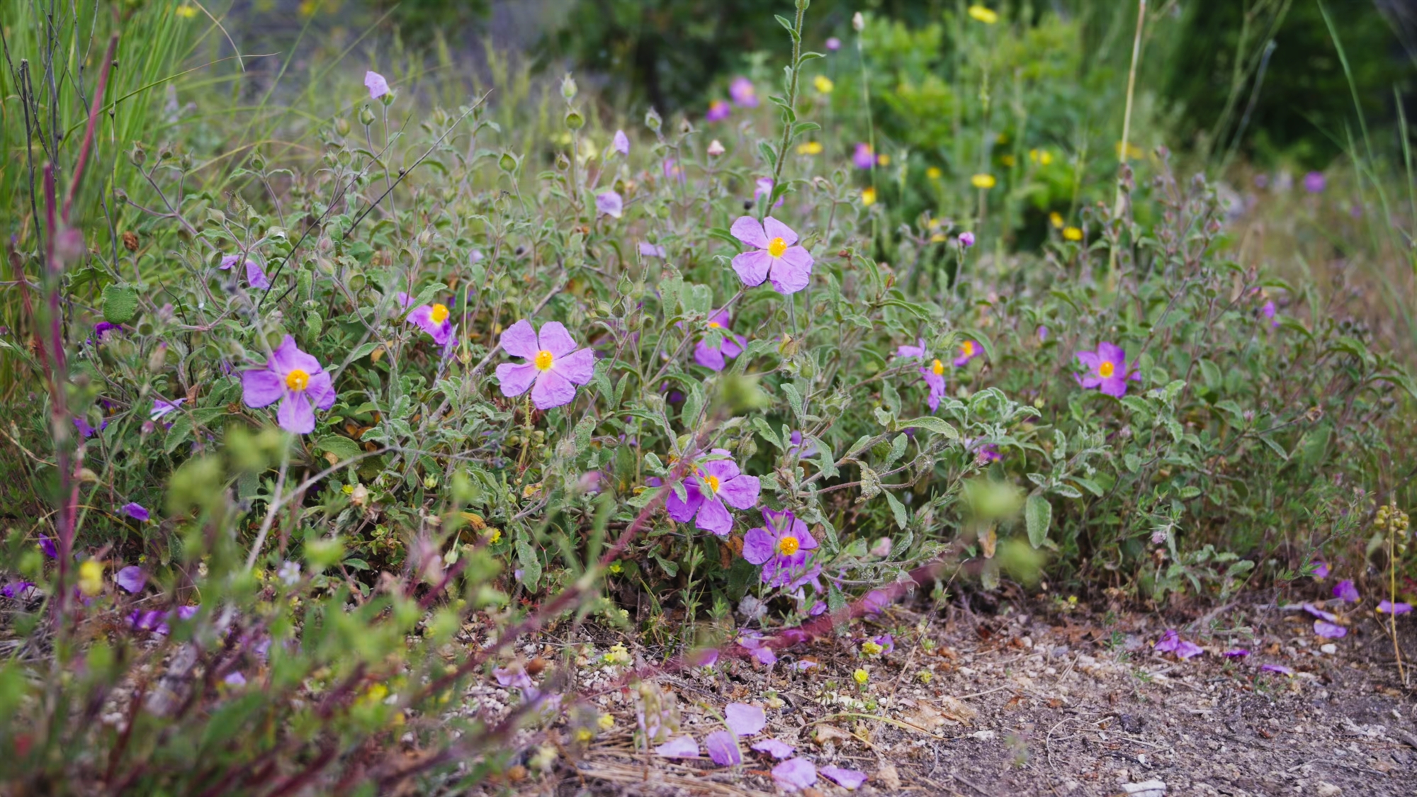 Η ελπίδα γεννιέται στη Δαδιά – Η «Κ» επισκέφθηκε την περιοχή και μίλησε με ειδικούς-4