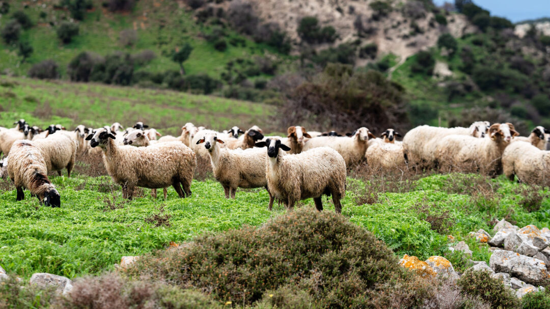 πάρτι-διαρκείας-με-παράνομες-επιδοτή-563643265