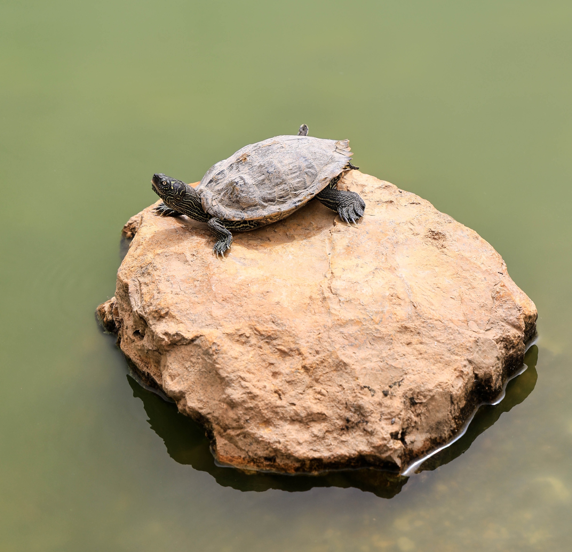 Πάρκο Τρίτση: «Διαμάντι» δύο ταχυτήτων-11