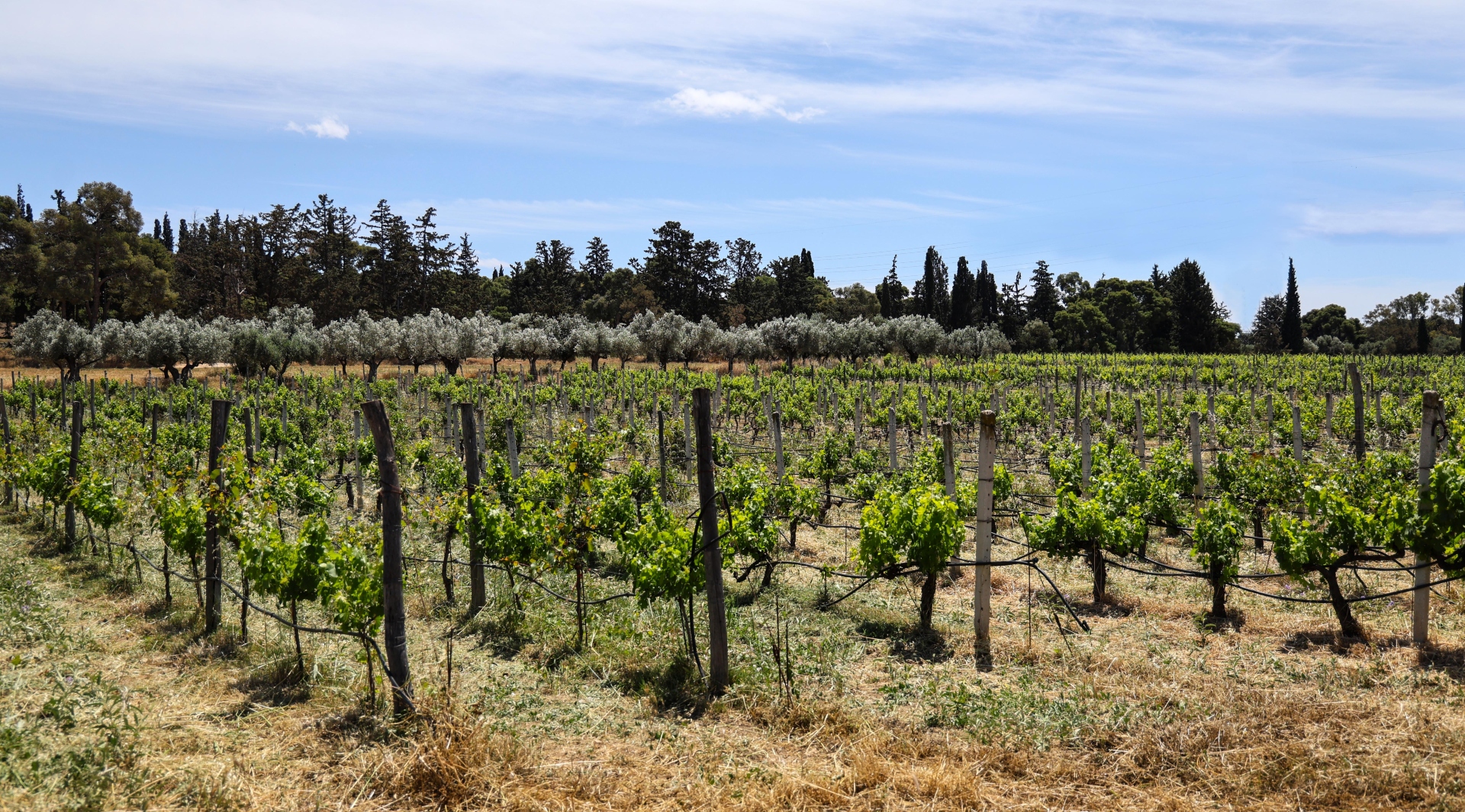 Πάρκο Τρίτση: «Διαμάντι» δύο ταχυτήτων-6