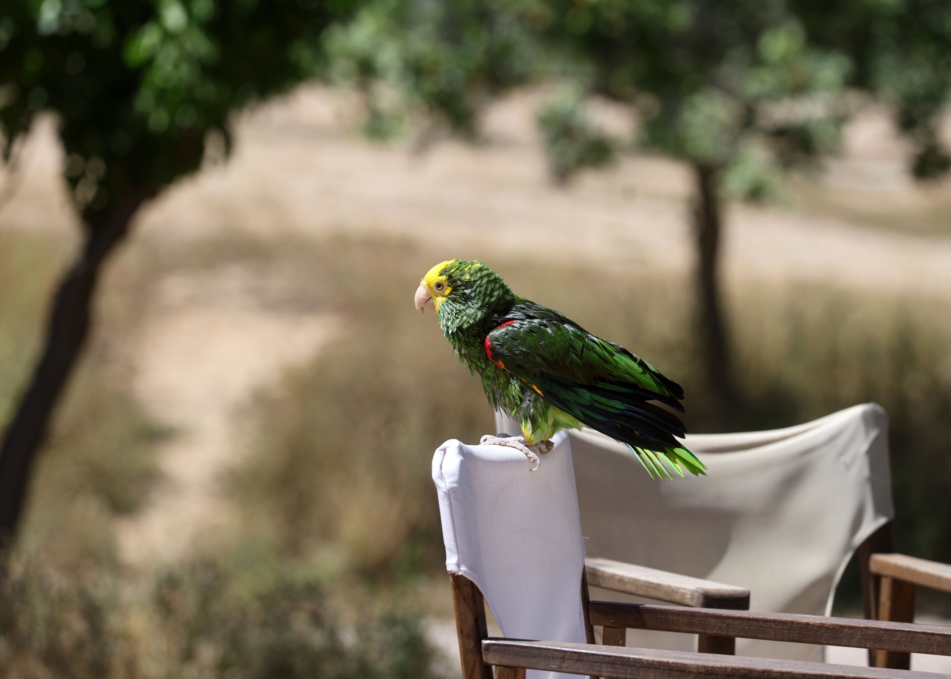 Πάρκο Τρίτση: «Διαμάντι» δύο ταχυτήτων-18