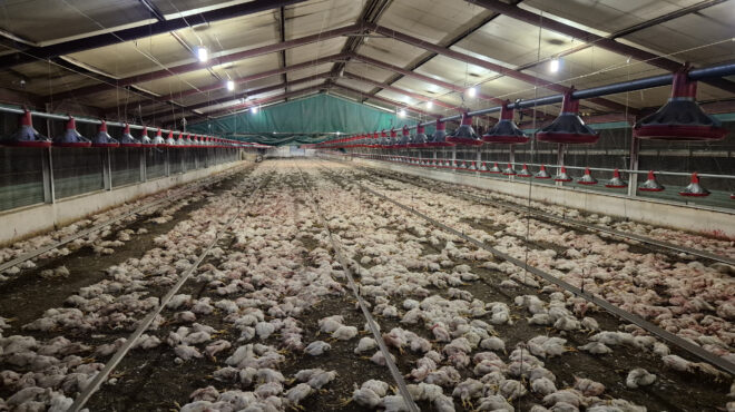 μαζική-σφαγή-350-000-πουλερικών-στη-νότια-αφ-563599084