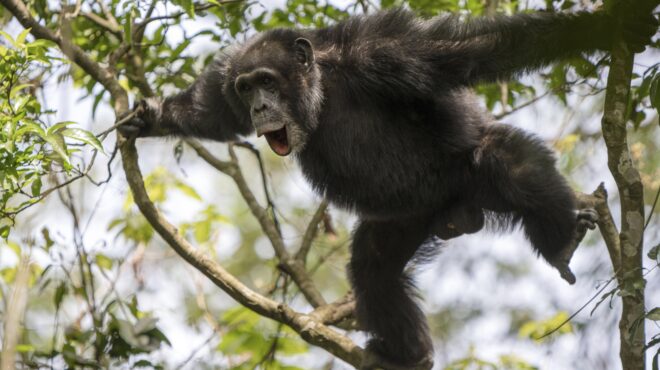 τα-23-γιατροσόφια-των-χιμπατζήδων-και-οι-563611261