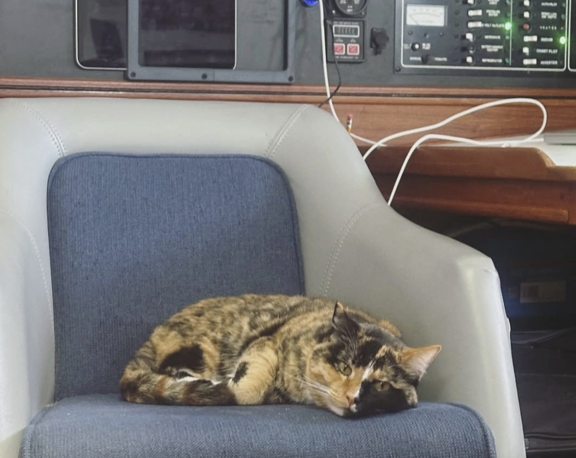 Παράτησε τη δουλειά του και έβαλε «πλώρη» για τον κόσμο με τον γάτο του-3