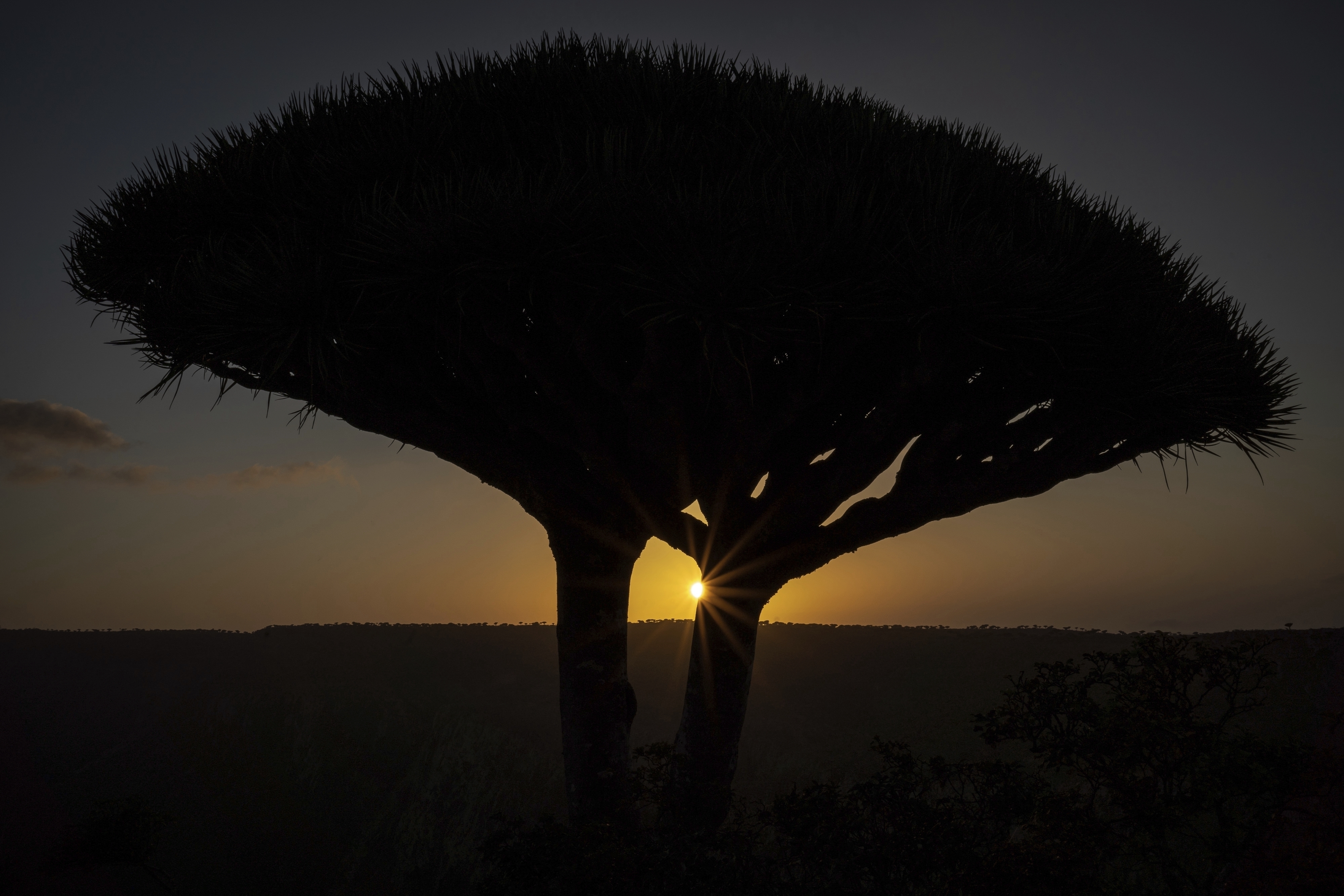 Αντεξε αιώνες καιρικών ακροτήτων – Τώρα η «ματωμένη δράκαινα» της Σοκότρα απειλείται από τις… κατσίκες-6