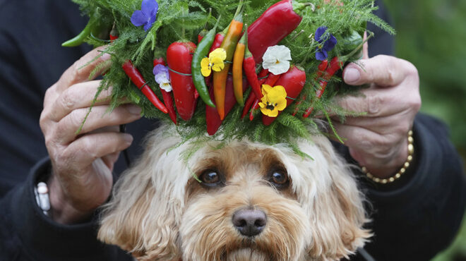 το-στέμμα-563620789