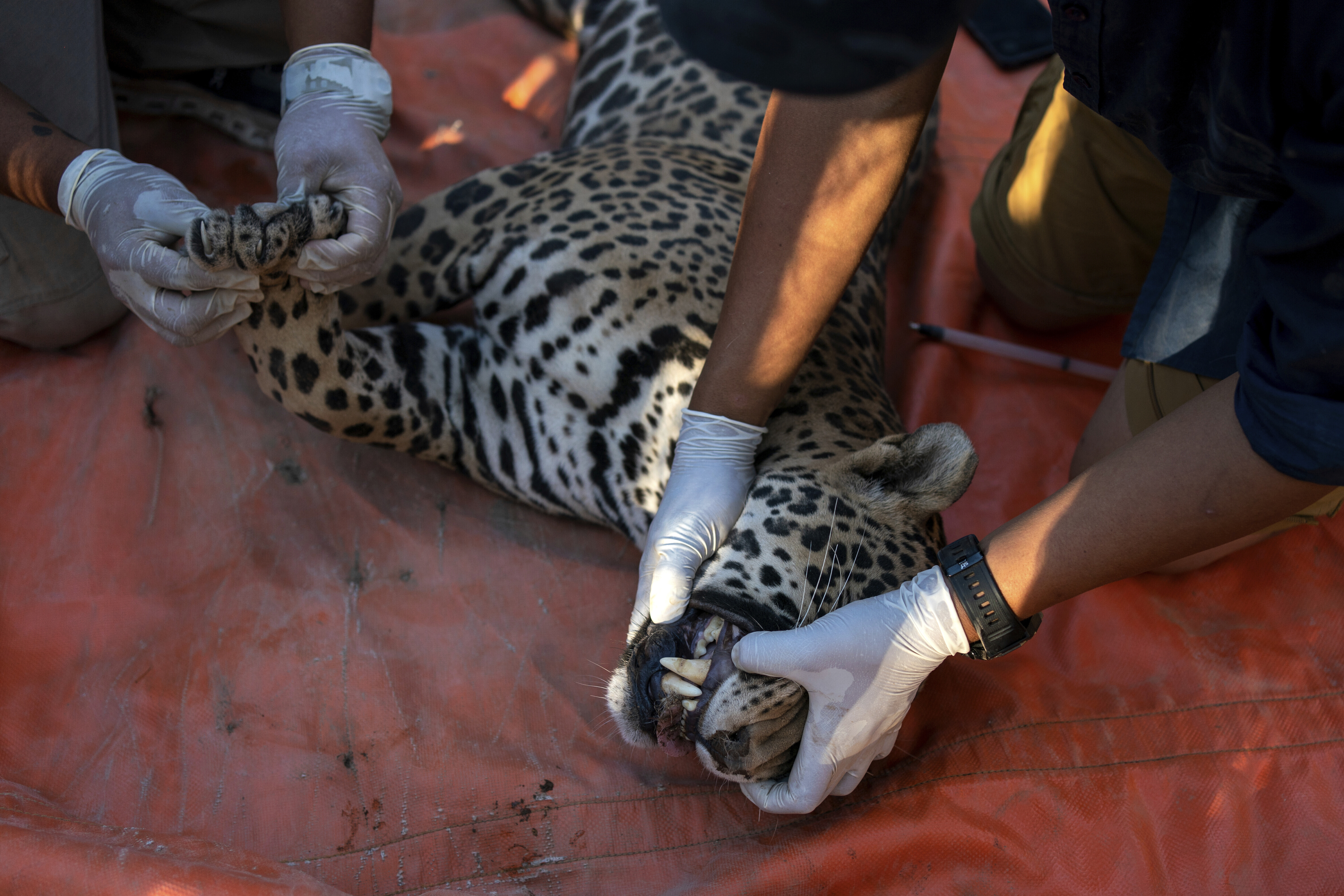 Επιχείρηση «ασφαλείας» για τα εξωτικά ζώα των καρτέλ του Μεξικού-11