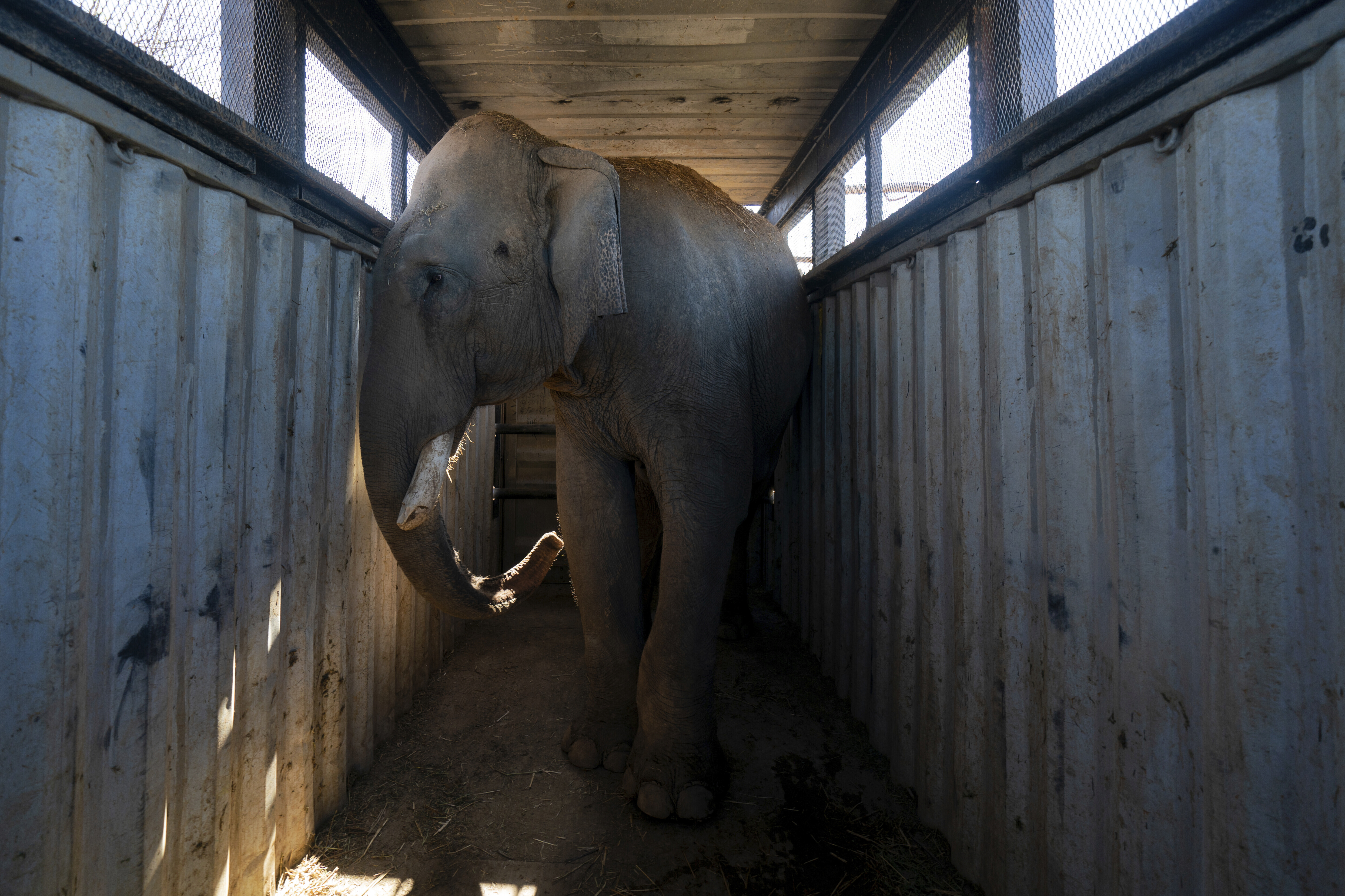 Επιχείρηση «ασφαλείας» για τα εξωτικά ζώα των καρτέλ του Μεξικού-5