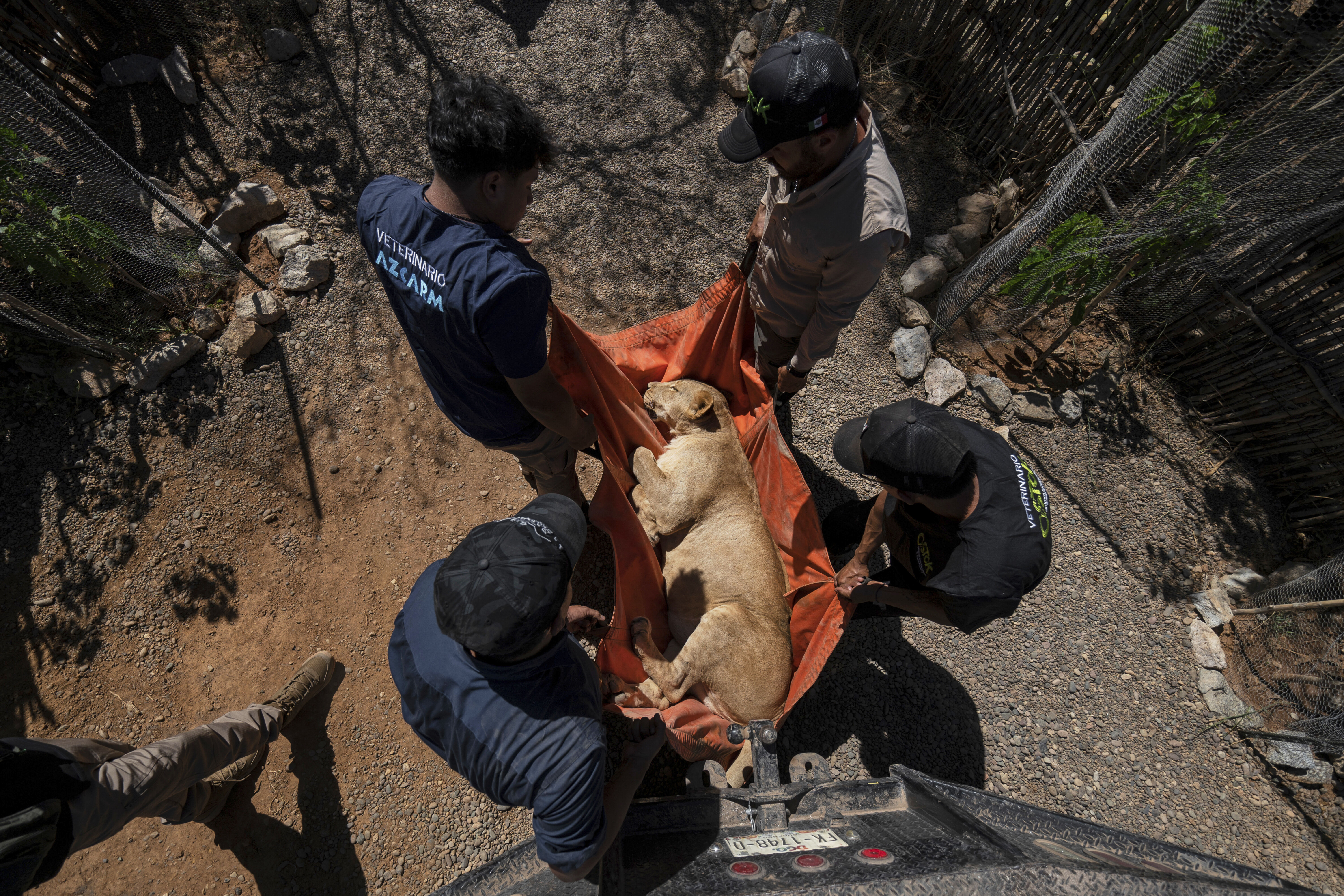 Επιχείρηση «ασφαλείας» για τα εξωτικά ζώα των καρτέλ του Μεξικού-7