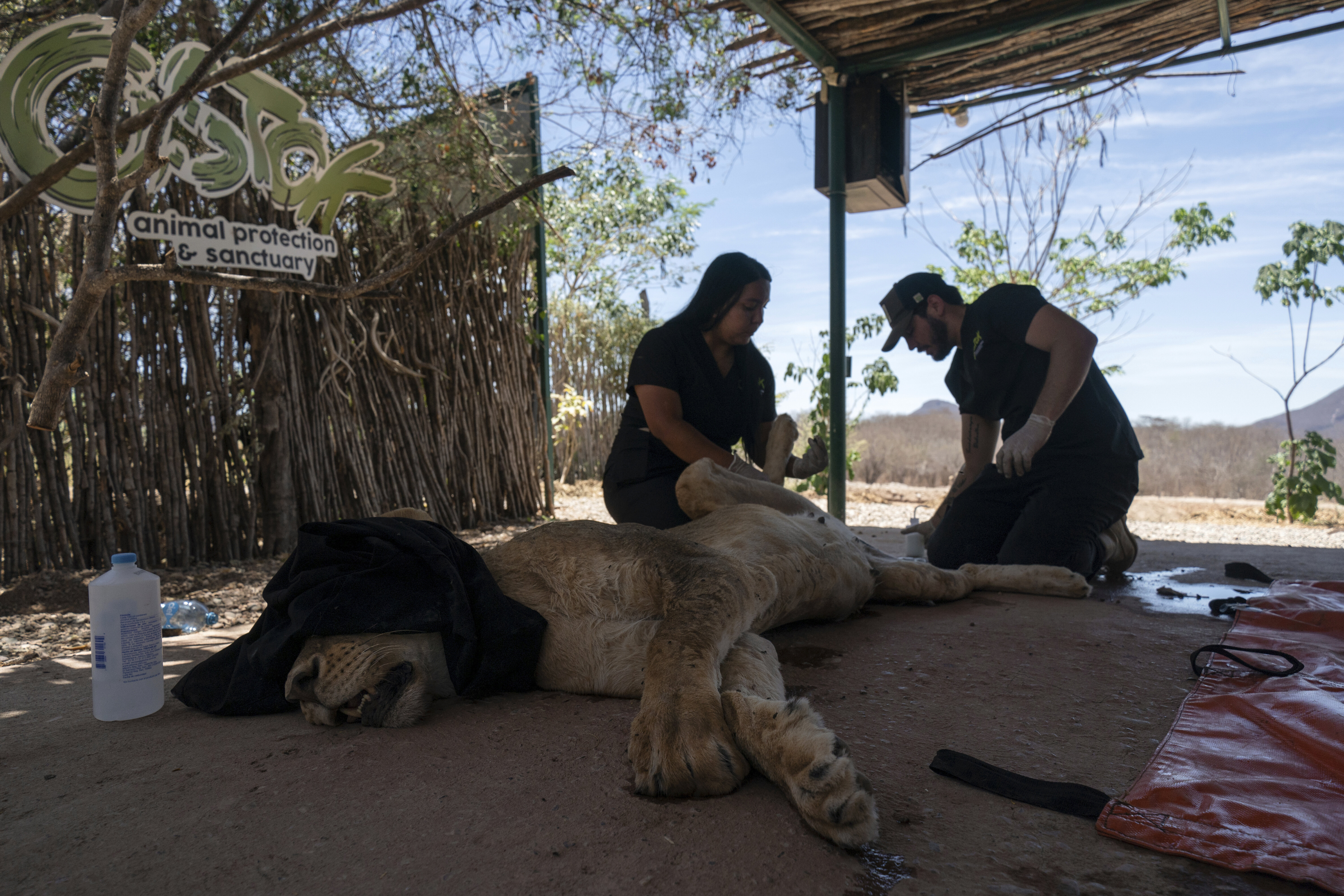 Επιχείρηση «ασφαλείας» για τα εξωτικά ζώα των καρτέλ του Μεξικού-6