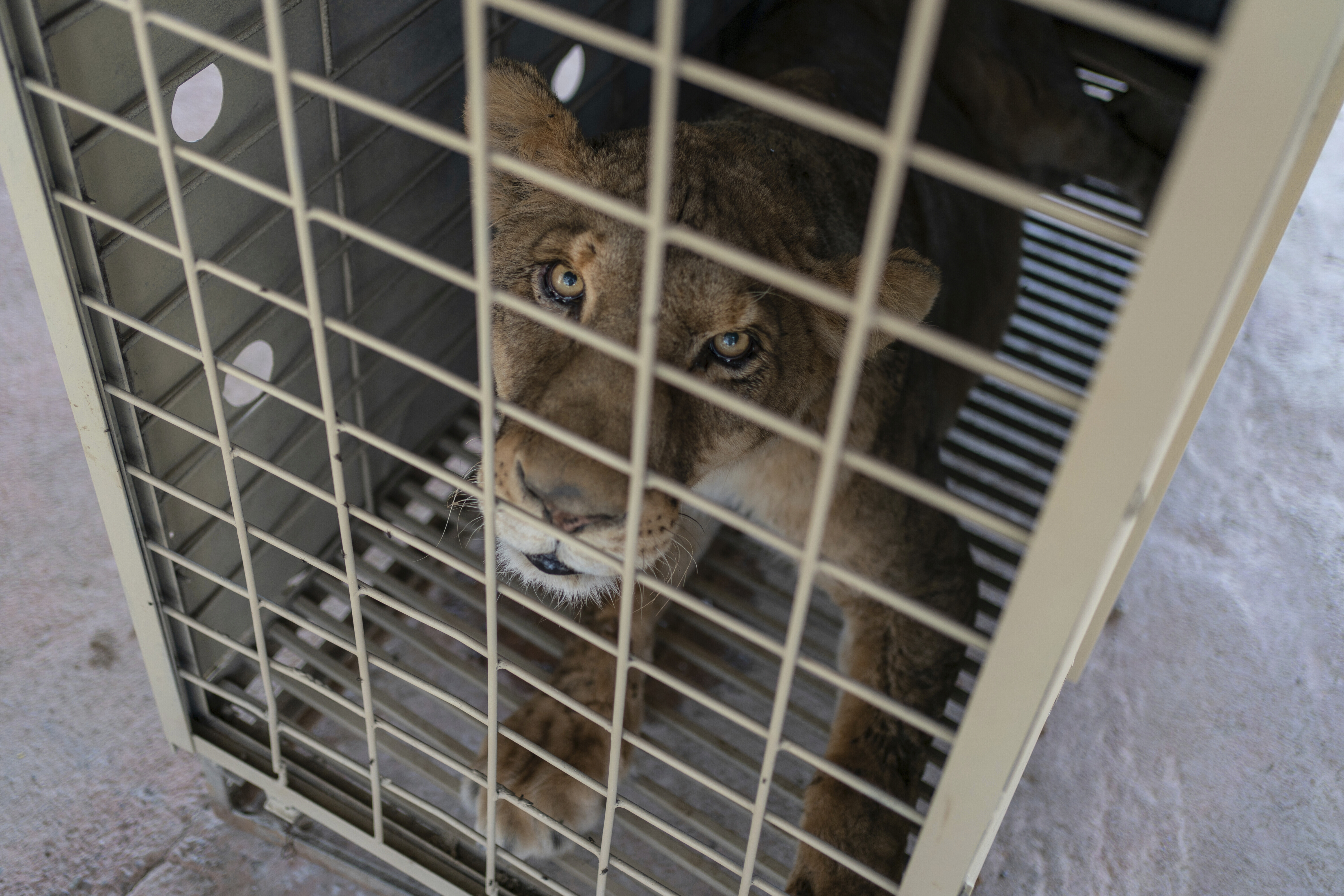 Επιχείρηση «ασφαλείας» για τα εξωτικά ζώα των καρτέλ του Μεξικού-4