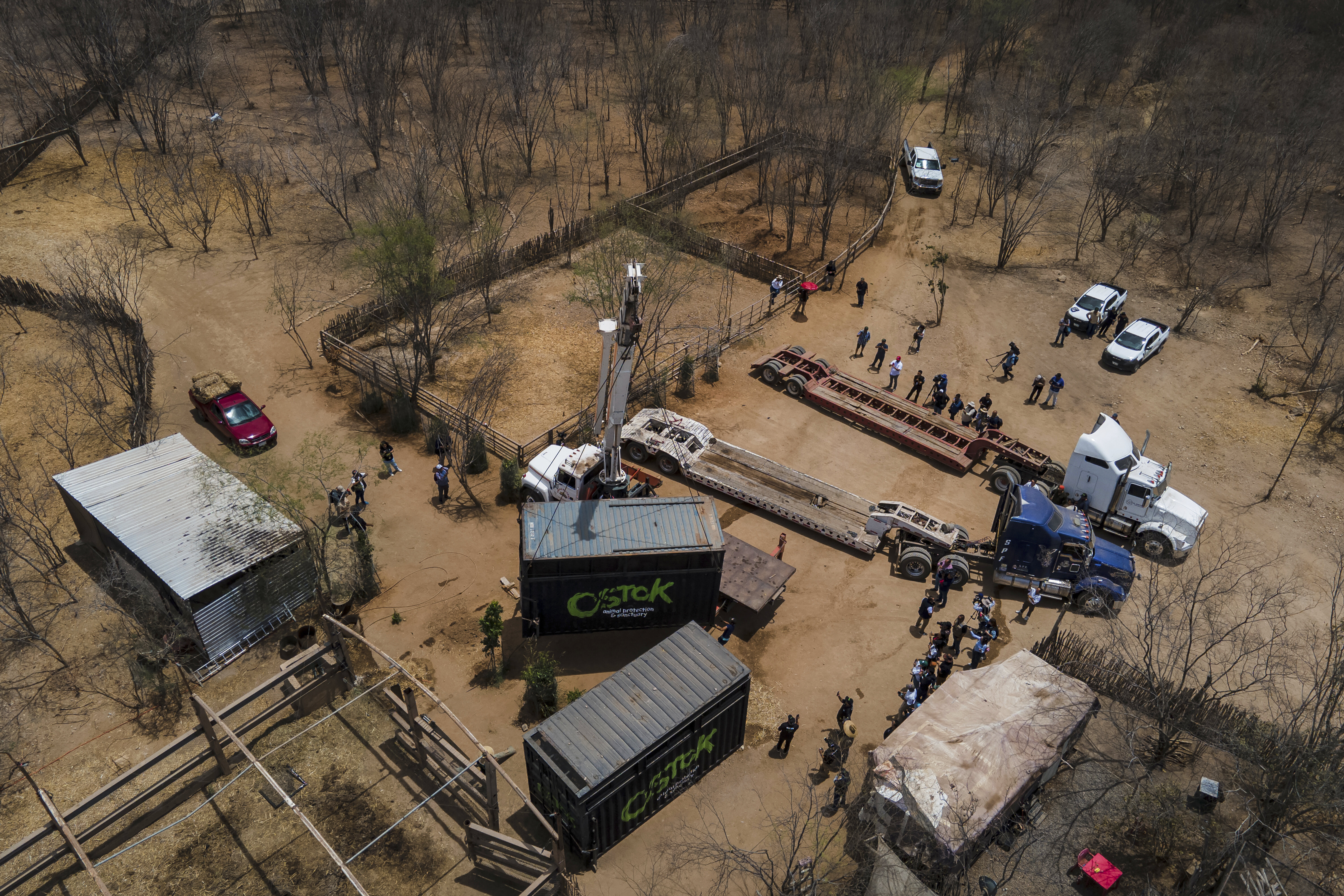 Επιχείρηση «ασφαλείας» για τα εξωτικά ζώα των καρτέλ του Μεξικού-8