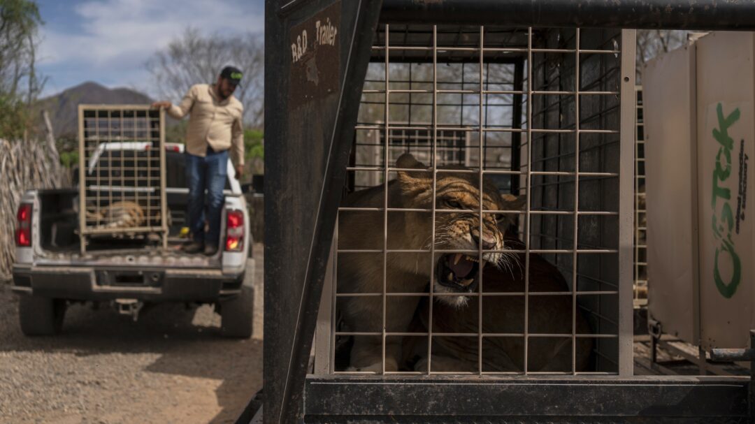 επιχείρηση-ασφαλείας-για-τα-εξωτικ-563623786
