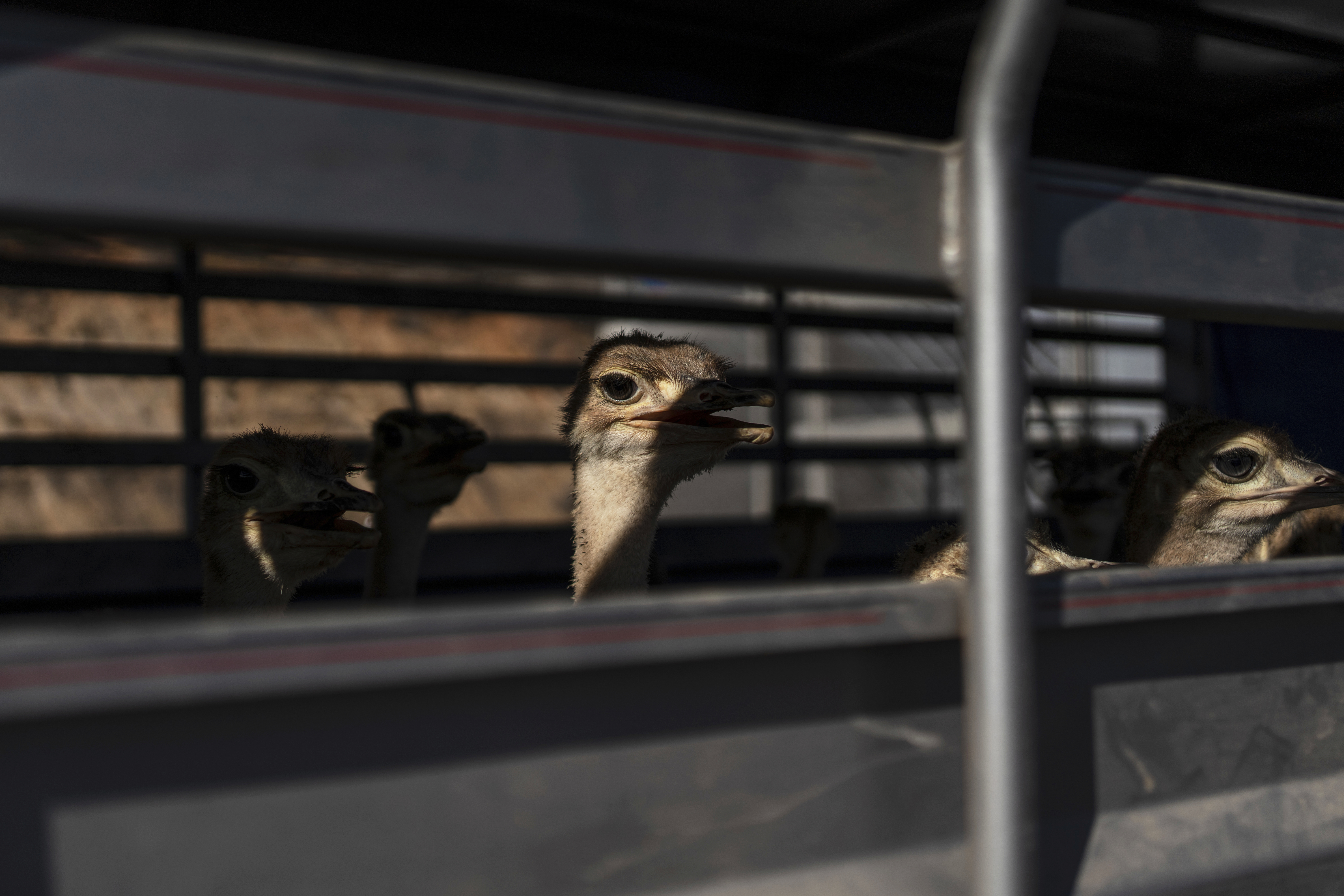 Επιχείρηση «ασφαλείας» για τα εξωτικά ζώα των καρτέλ του Μεξικού-10