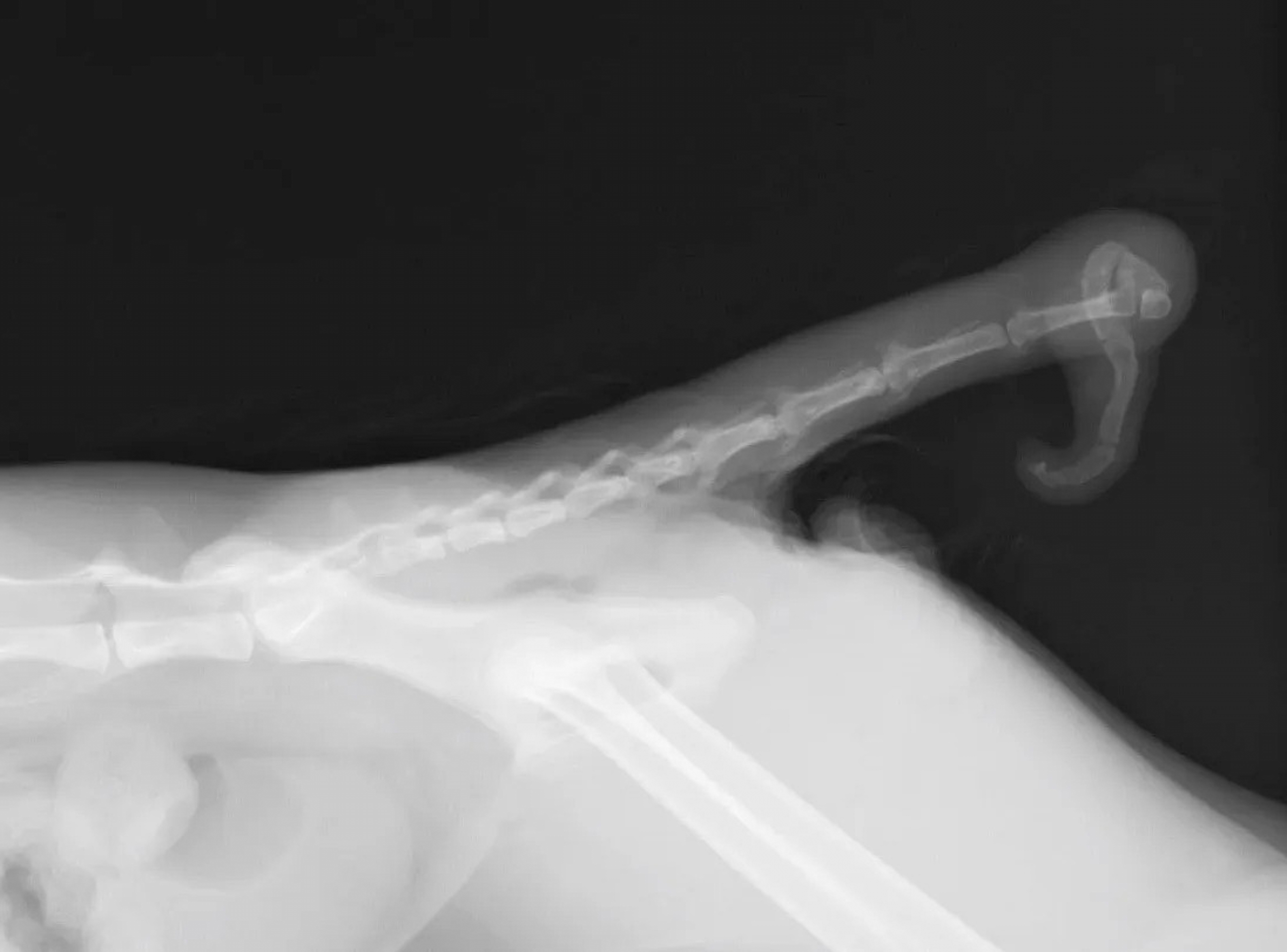 Στο Ναγκασάκι οι «κολοβές» γάτες φέρνουν τύχη και… τουρισμό-1