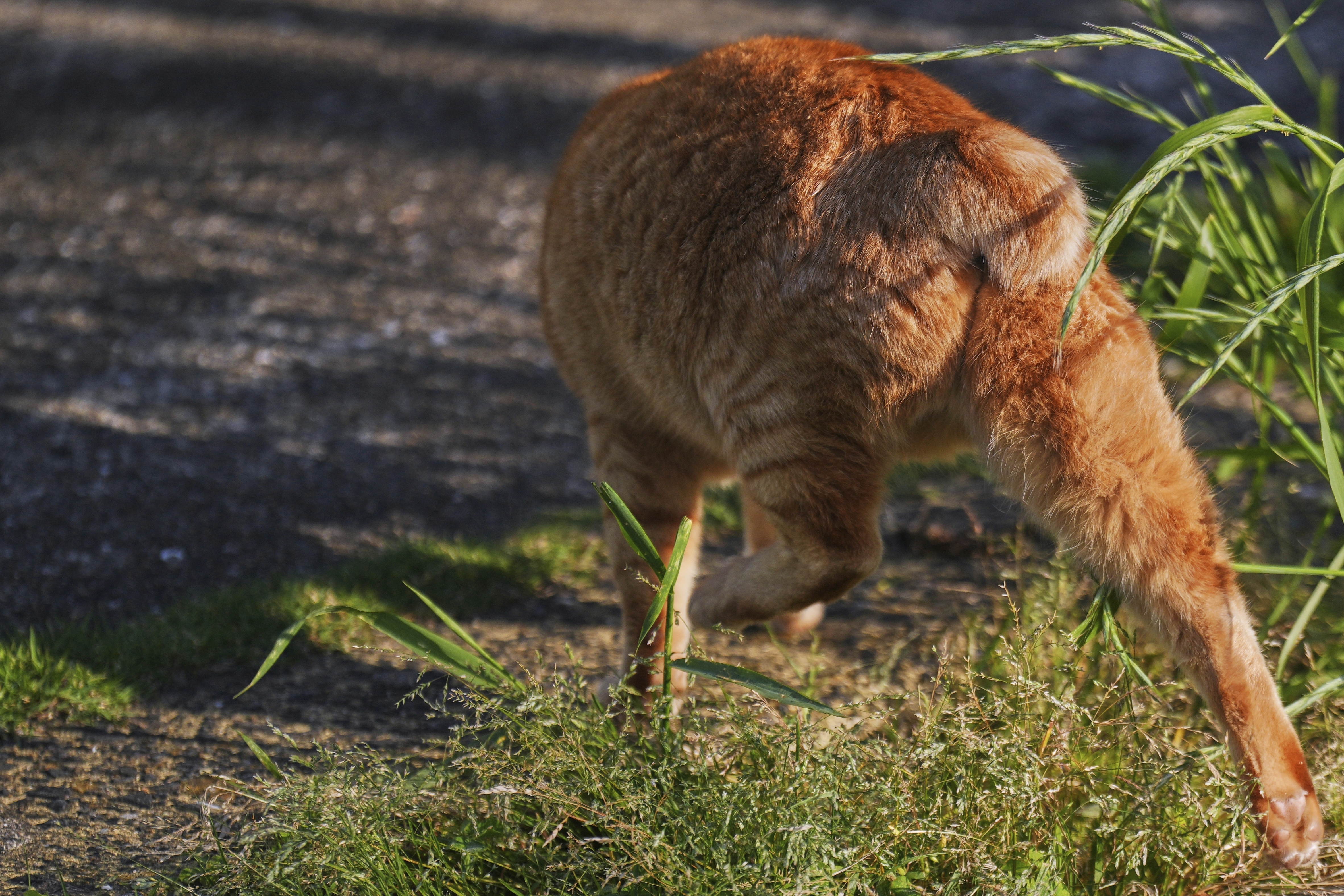 Στο Ναγκασάκι οι «κολοβές» γάτες φέρνουν τύχη και… τουρισμό-2