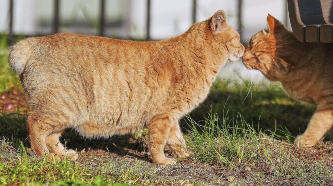 στο-ναγκασάκι-οι-κολοβές-γάτες-φέρν-563638075