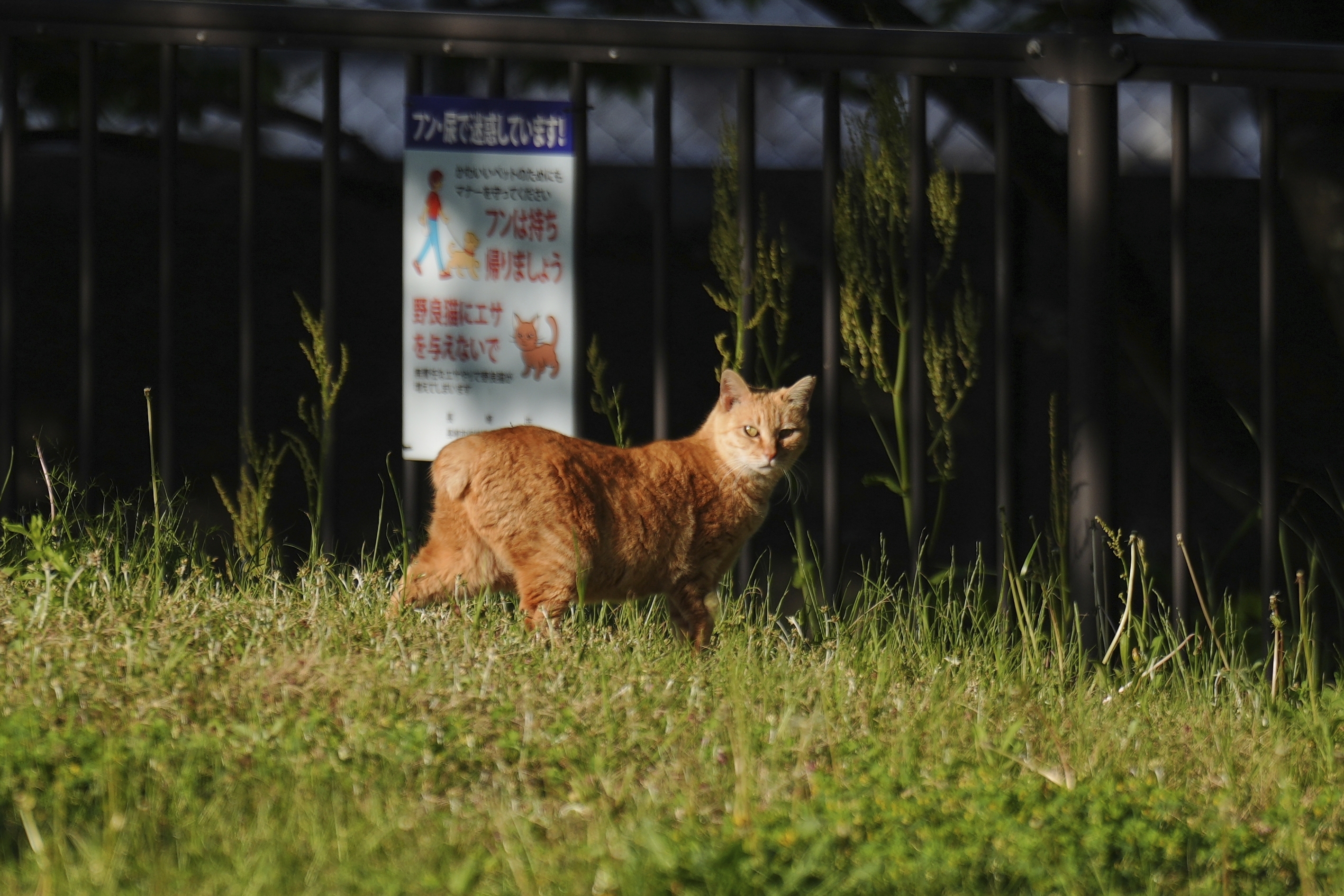 Στο Ναγκασάκι οι «κολοβές» γάτες φέρνουν τύχη και… τουρισμό-7