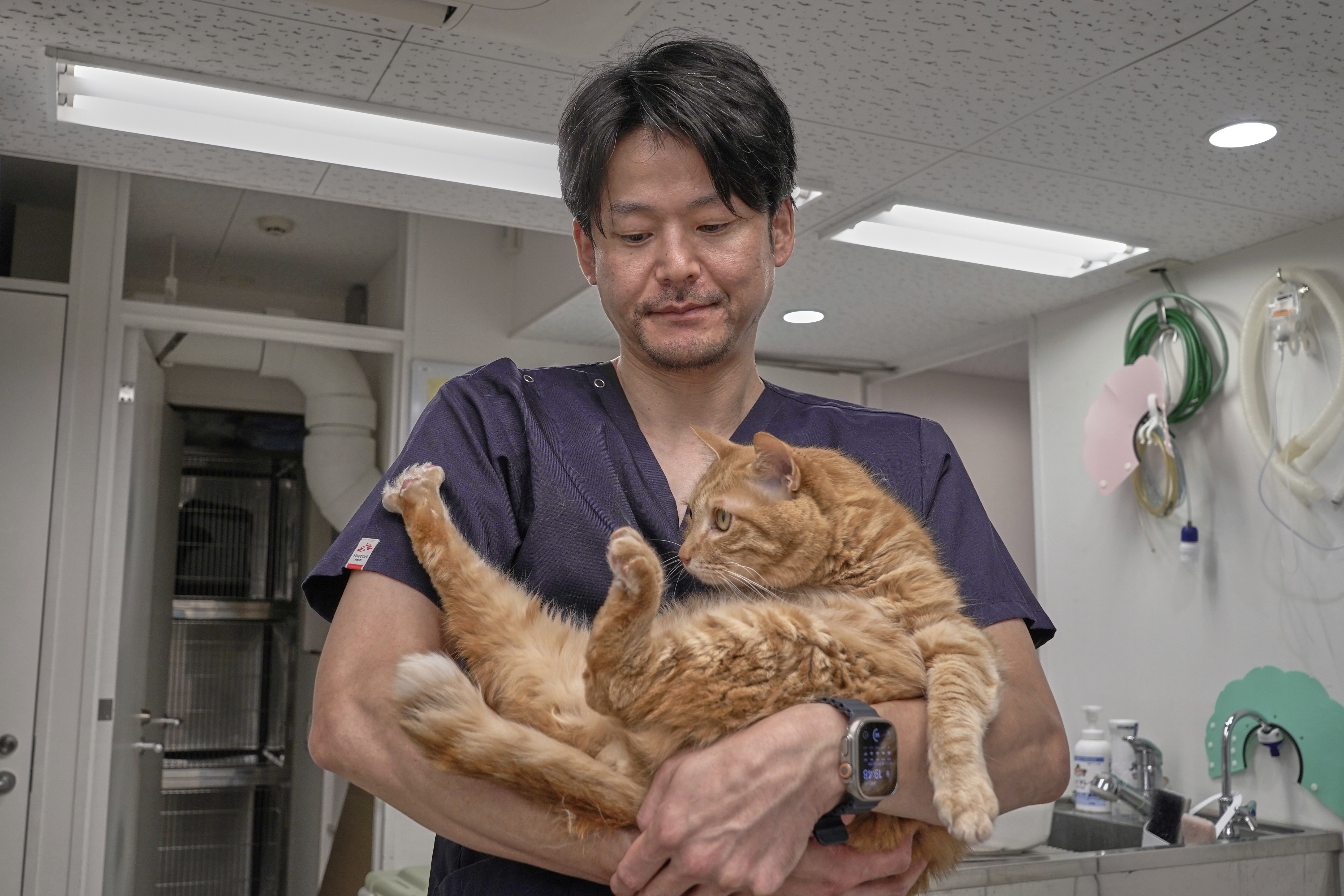 Στο Ναγκασάκι οι «κολοβές» γάτες φέρνουν τύχη και… τουρισμό-6