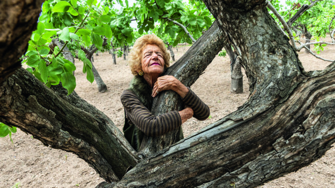 θα-σώσει-το-ντουμπάι-τις-φιστικιές-563606509