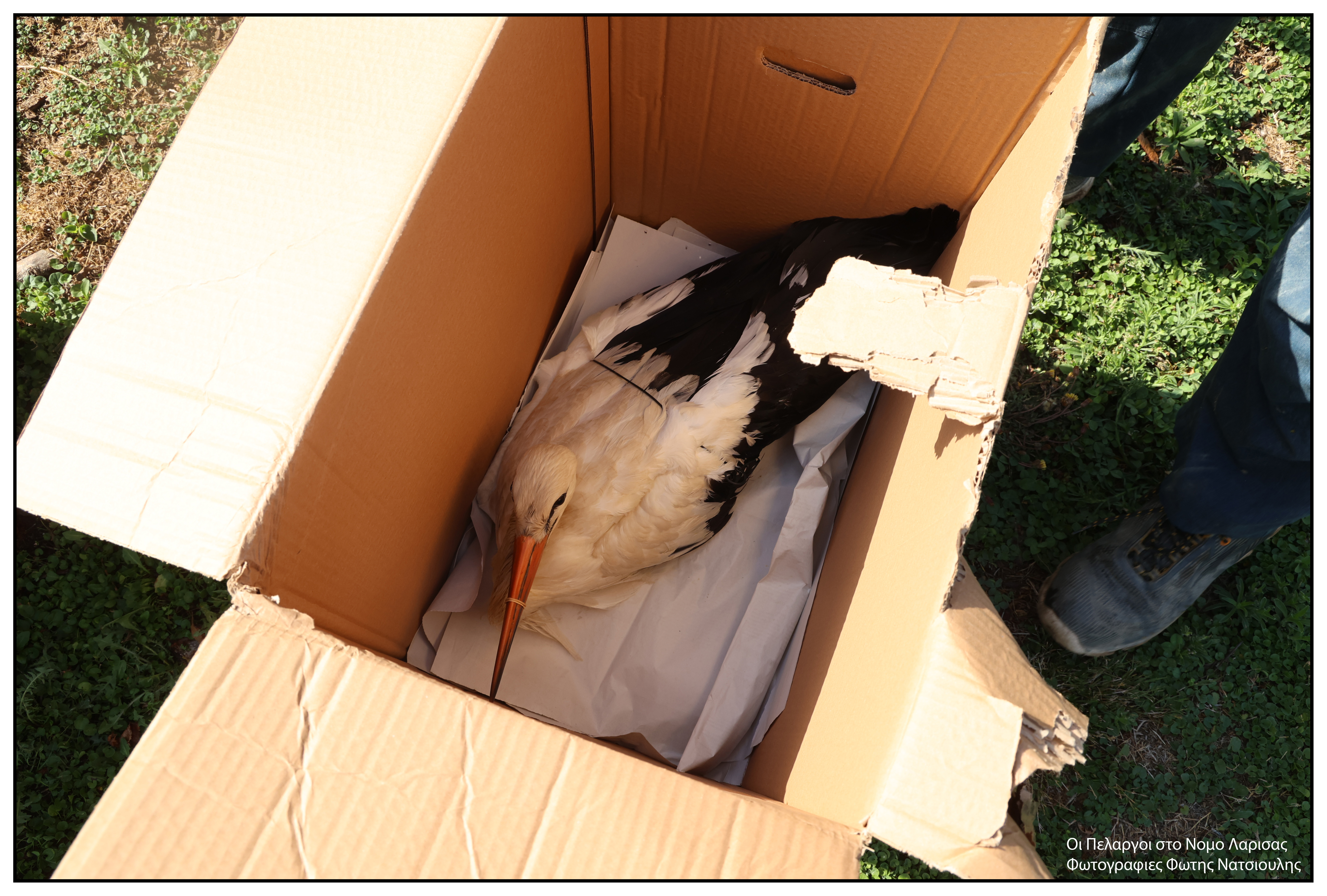 Το χωριό με τους 30 κατοίκους και τους 200 πελαργούς-16