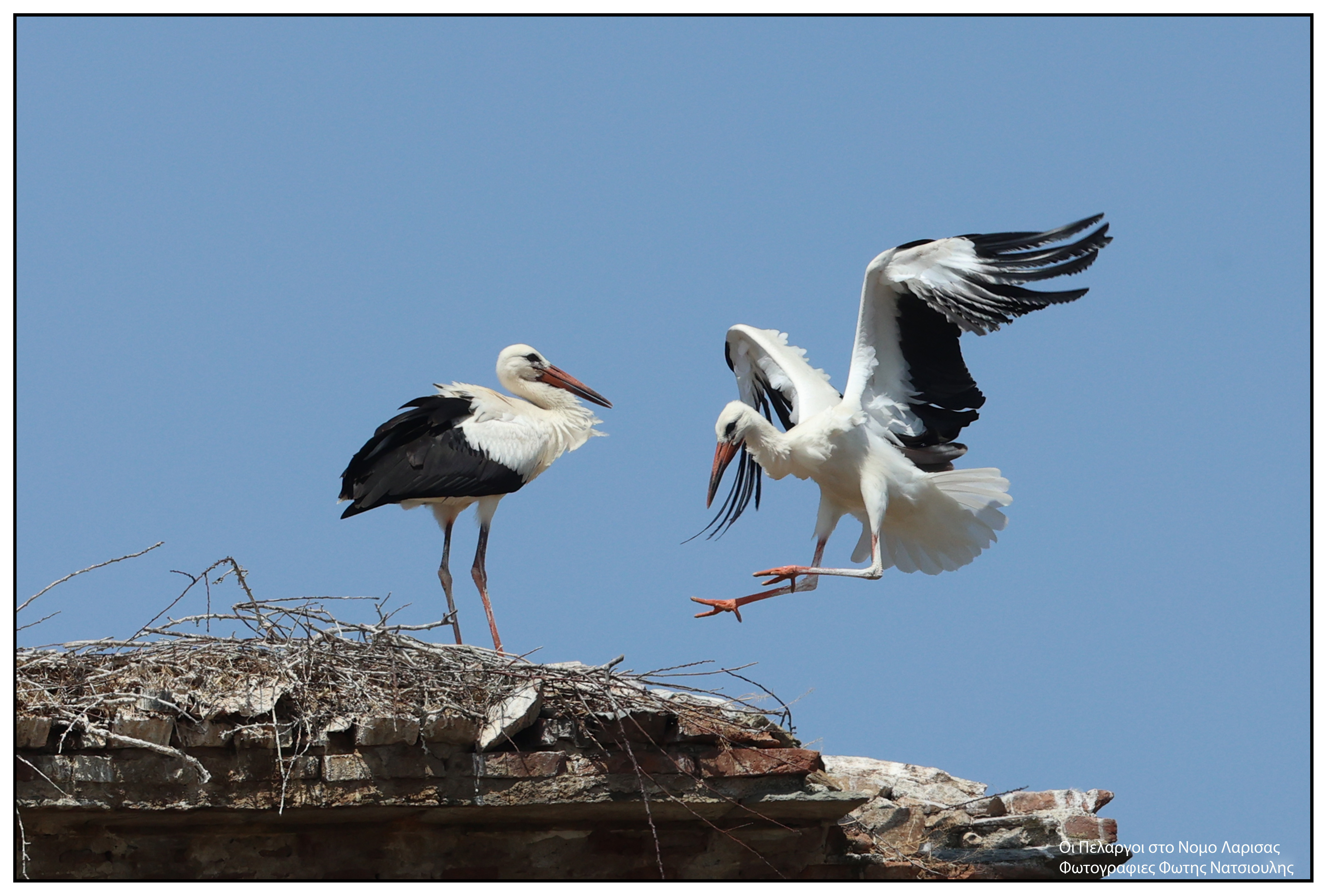 Το χωριό με τους 30 κατοίκους και τους 200 πελαργούς-12