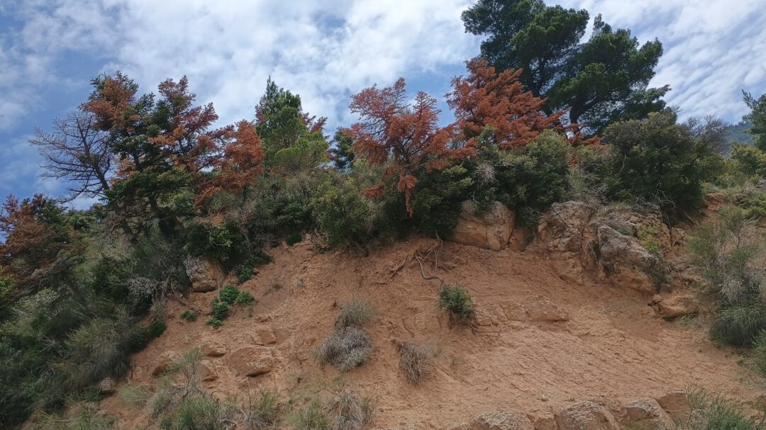 τα-στρεσαρισμένα-έλατα-563640958