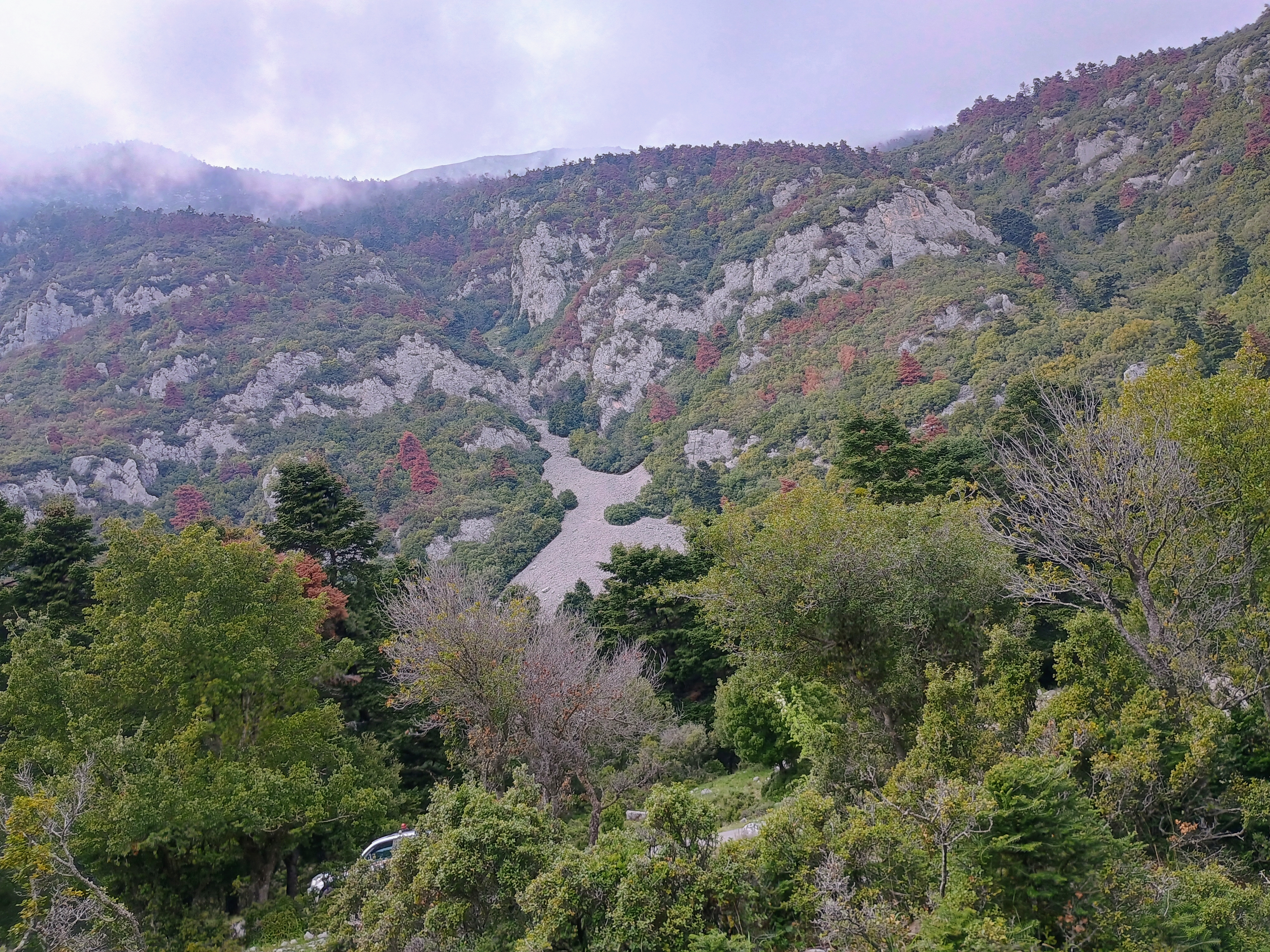 Τα στρεσαρισμένα έλατα-2