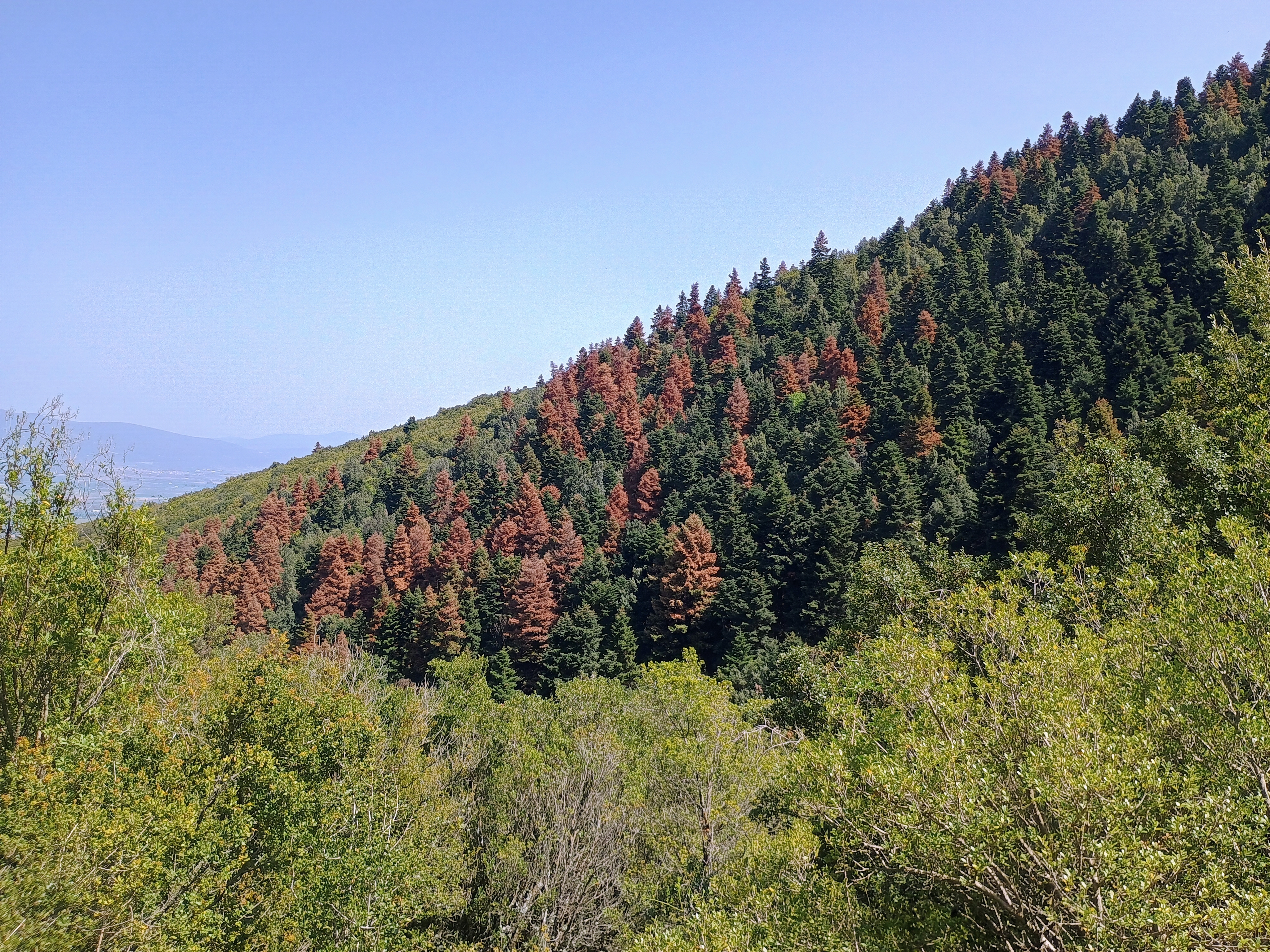 Τα στρεσαρισμένα έλατα-1