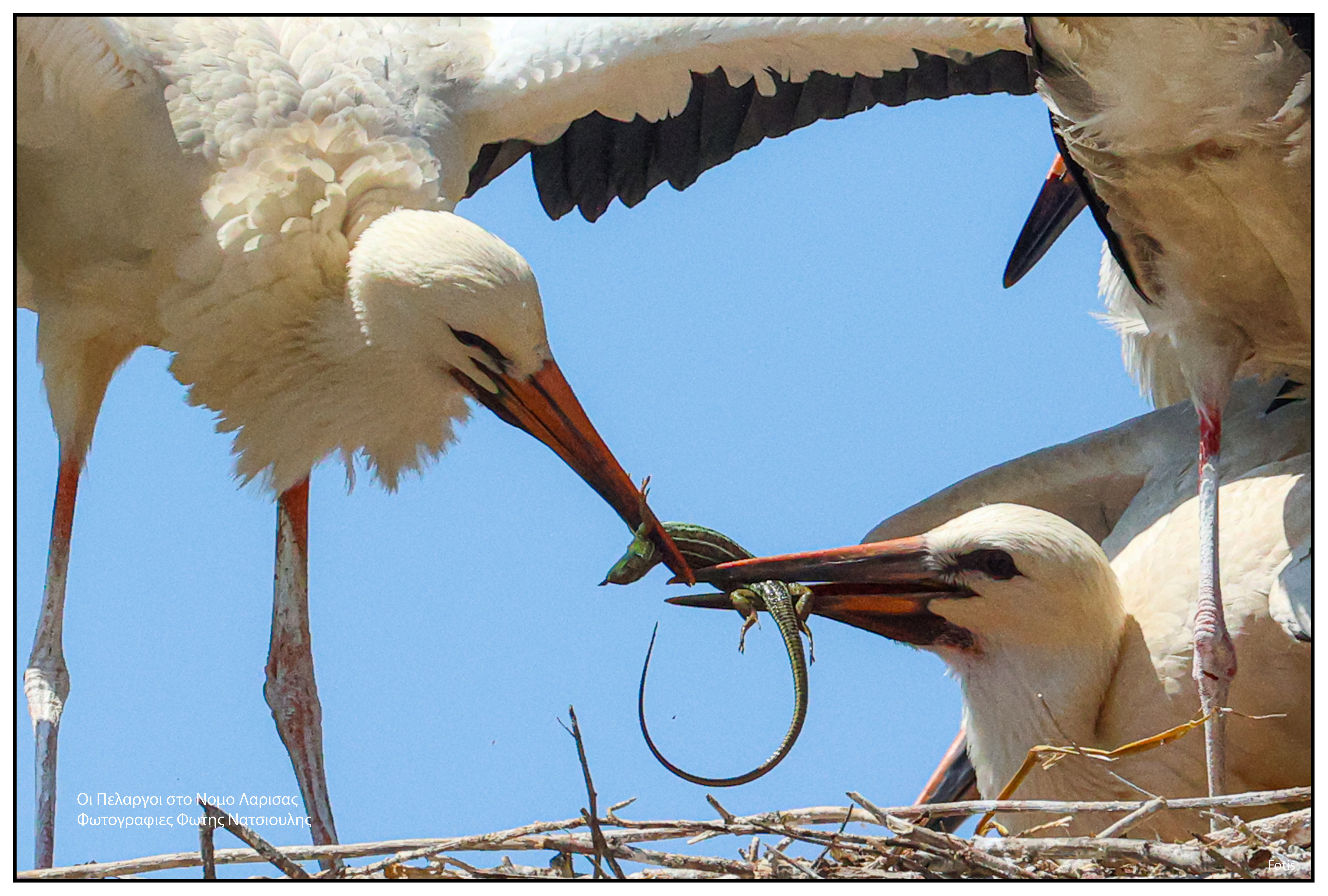 Το χωριό με τους 30 κατοίκους και τους 200 πελαργούς-8