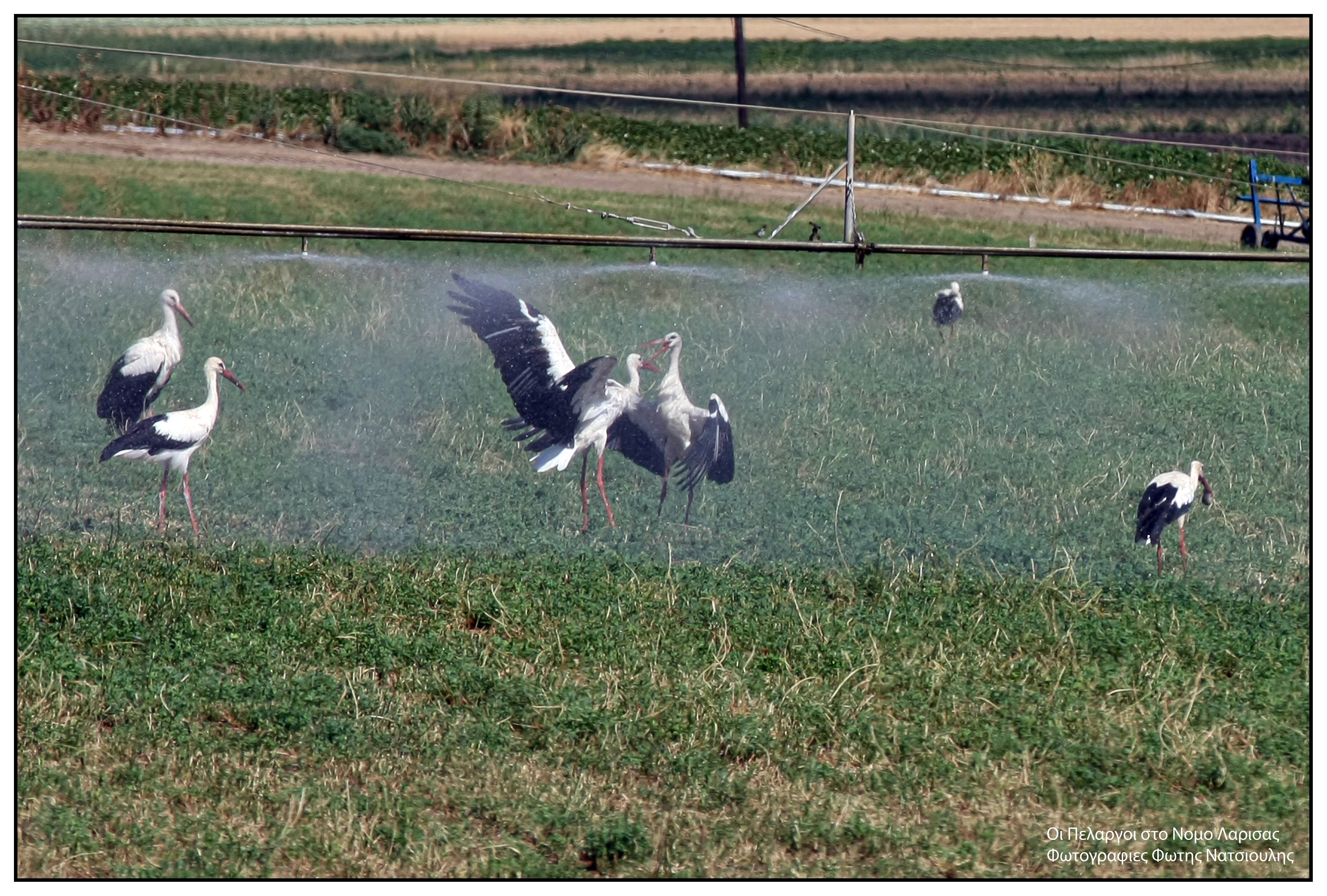 Το χωριό με τους 30 κατοίκους και τους 200 πελαργούς-18