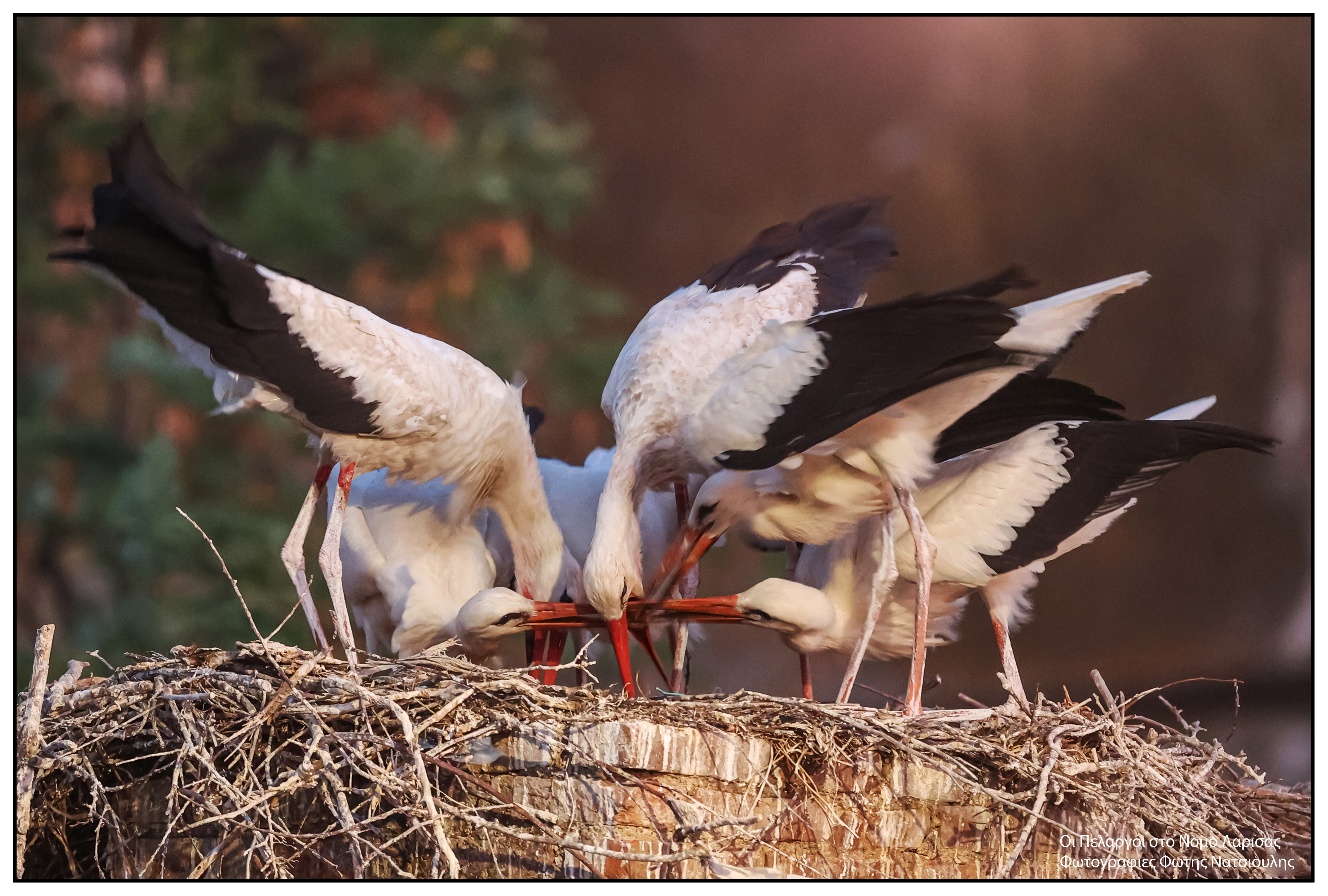 Το χωριό με τους 30 κατοίκους και τους 200 πελαργούς-5