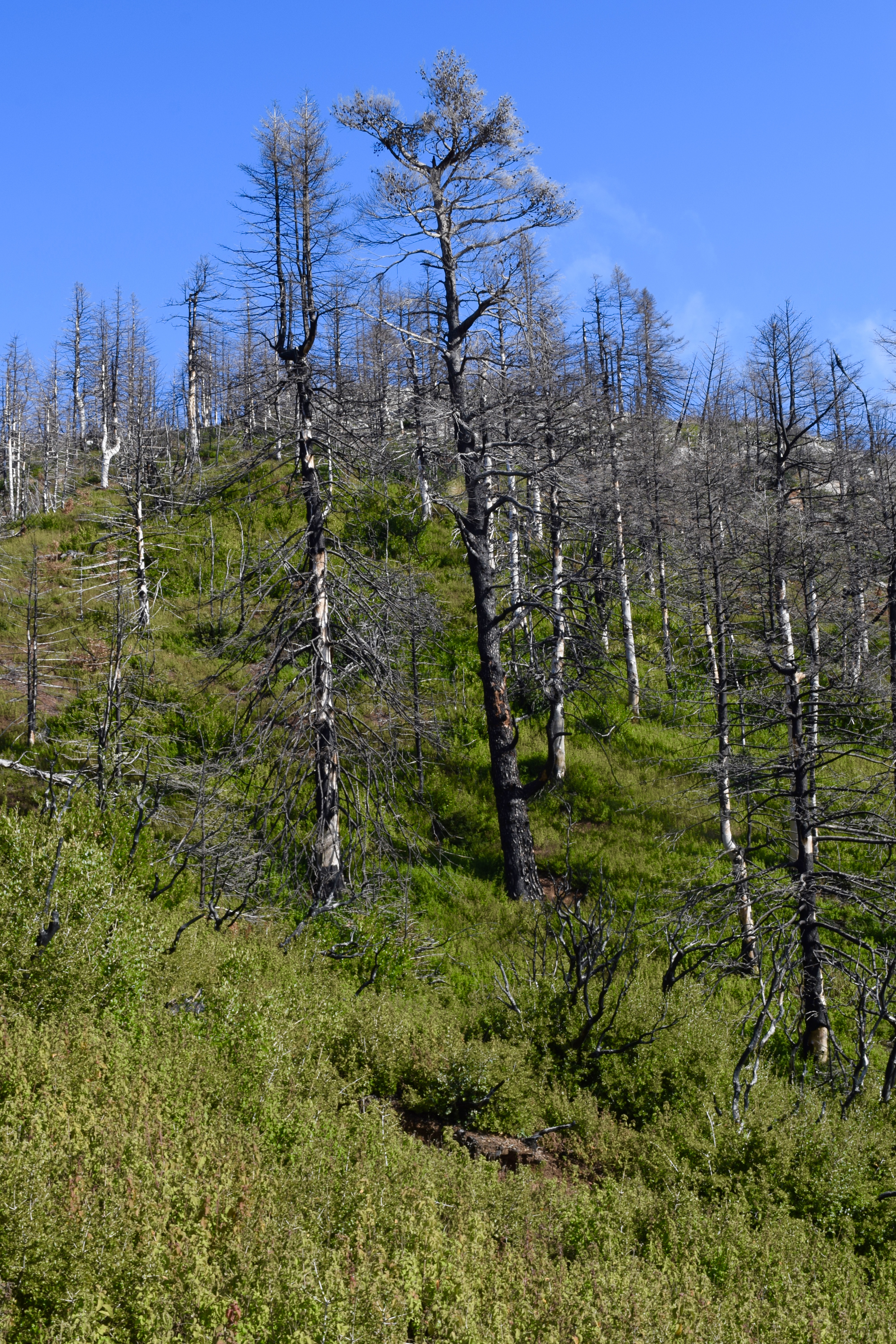 Η βραβευμένη πρόταση για τα καμένα δάση της Βόρειας Εύβοιας-4